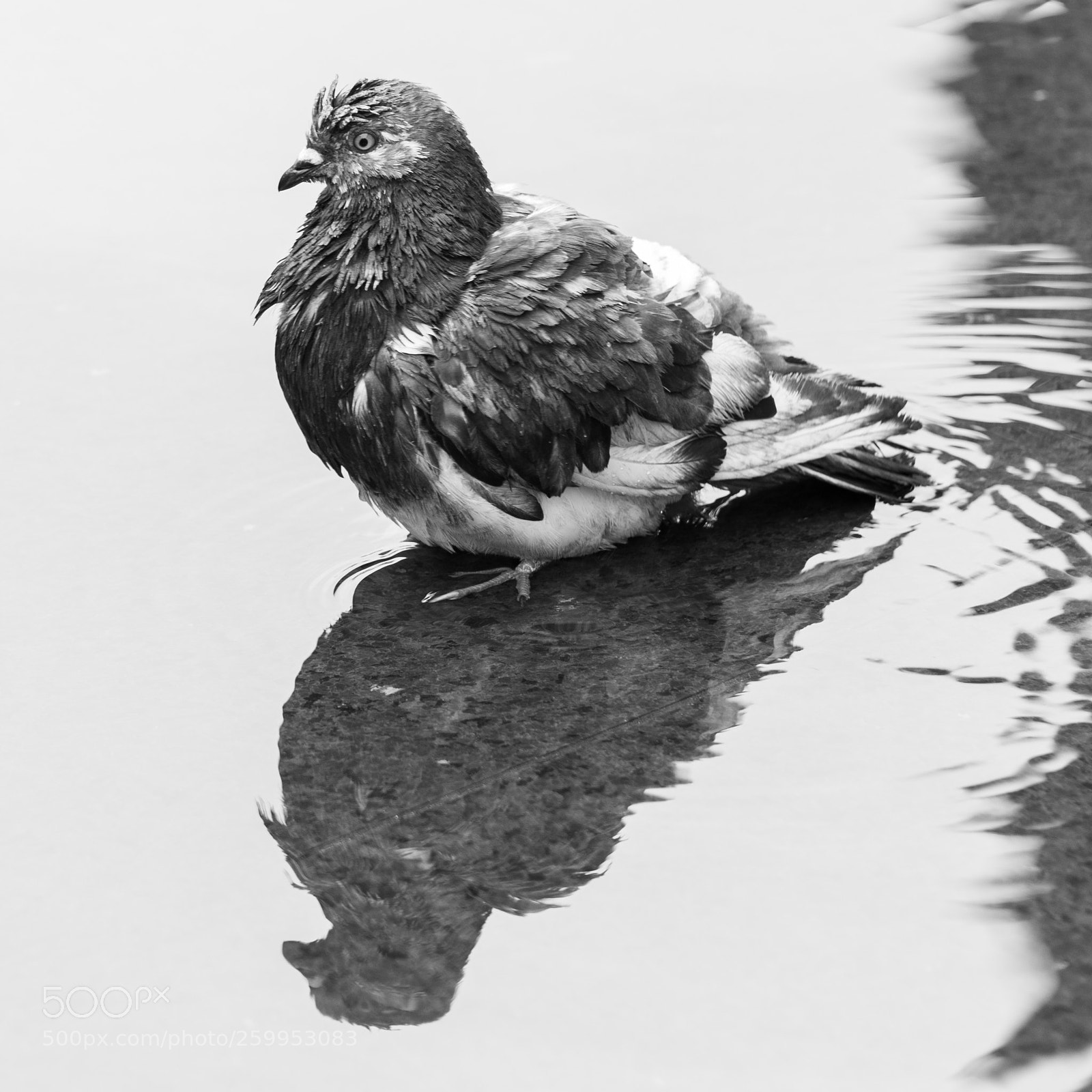 Nikon D750 sample photo. Positive bird, negative bird photography