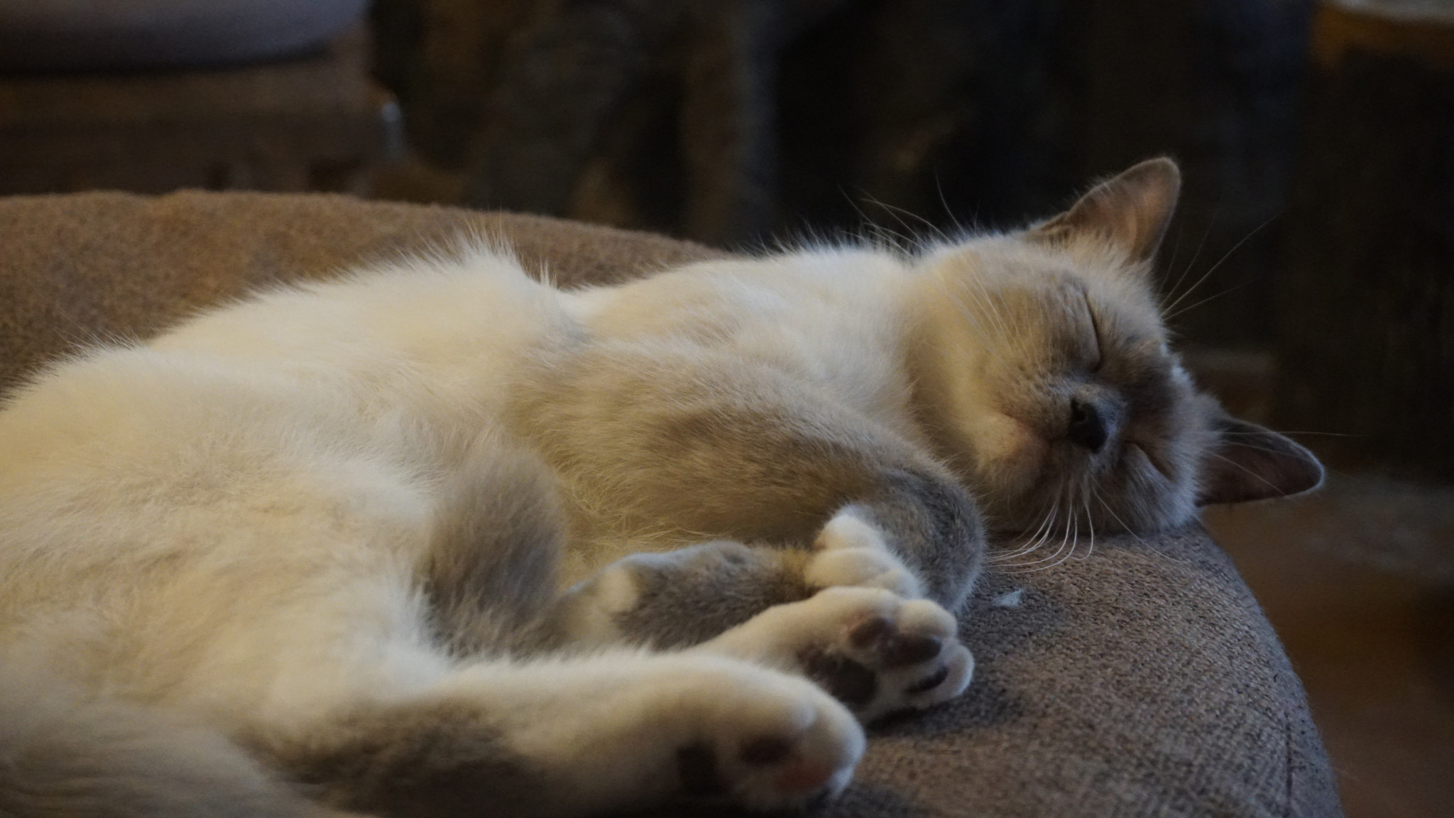 Sony a6300 sample photo. Cat sleeping photography