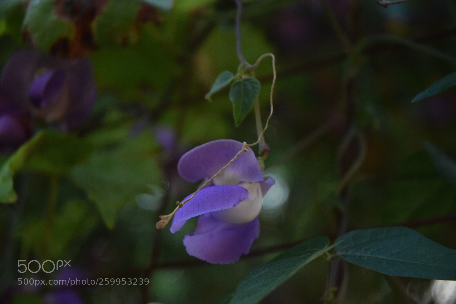 Nikon D5300 sample photo. Untitled photography