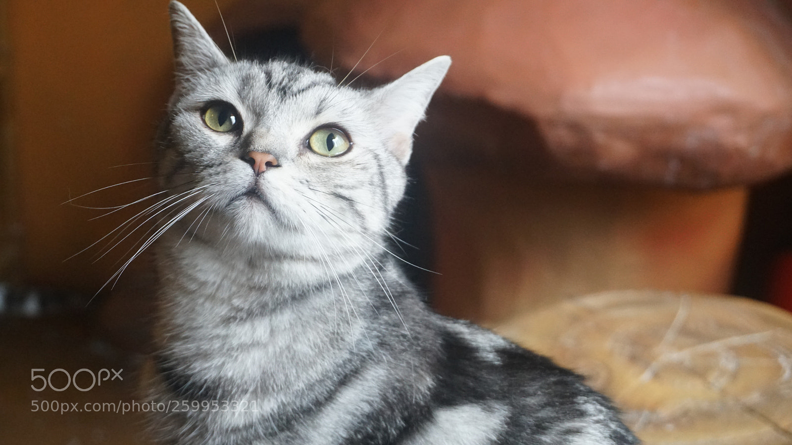 Sony a6300 sample photo. Cat cafe photography
