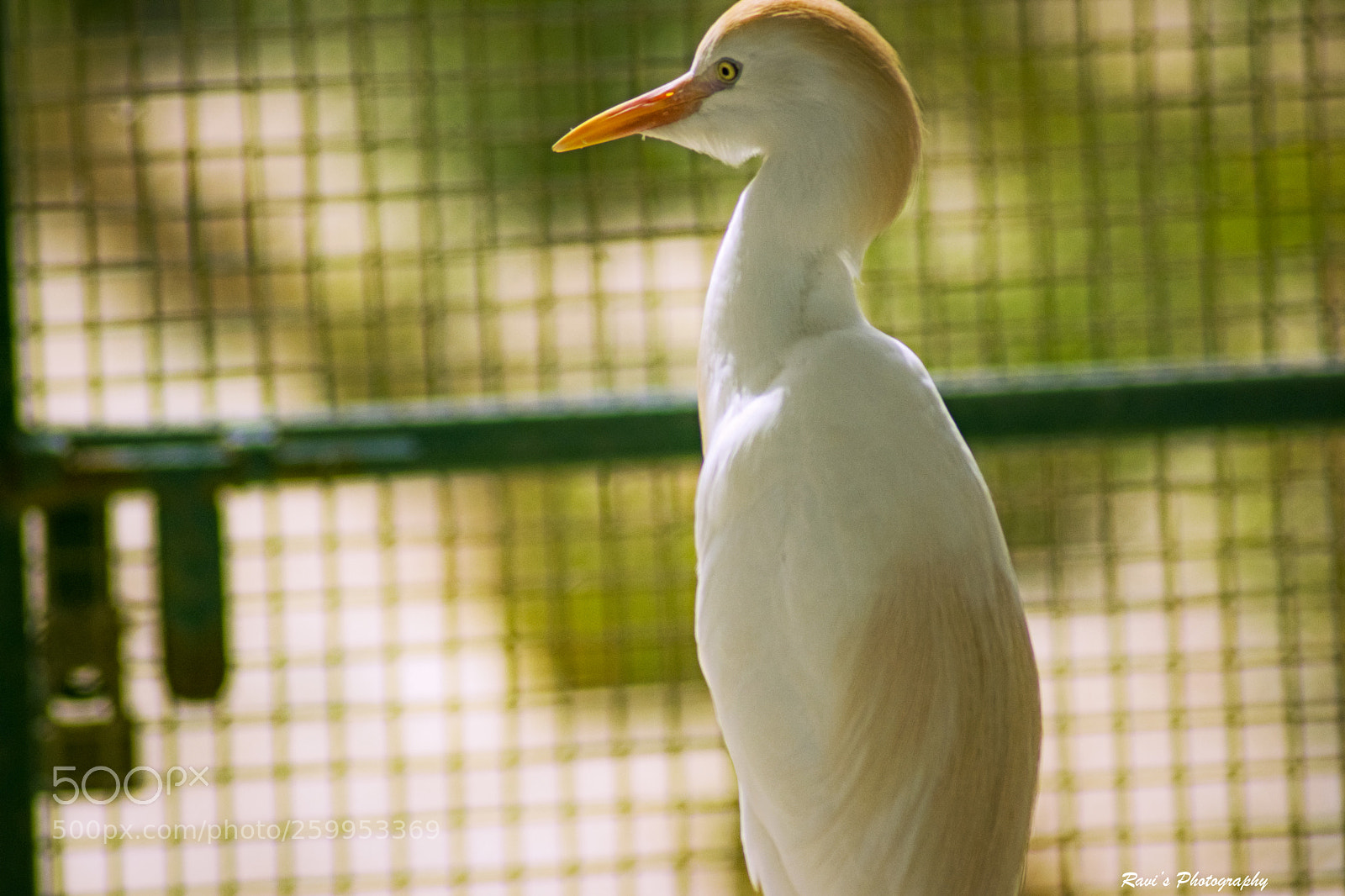 Nikon D5300 sample photo. Egret photography
