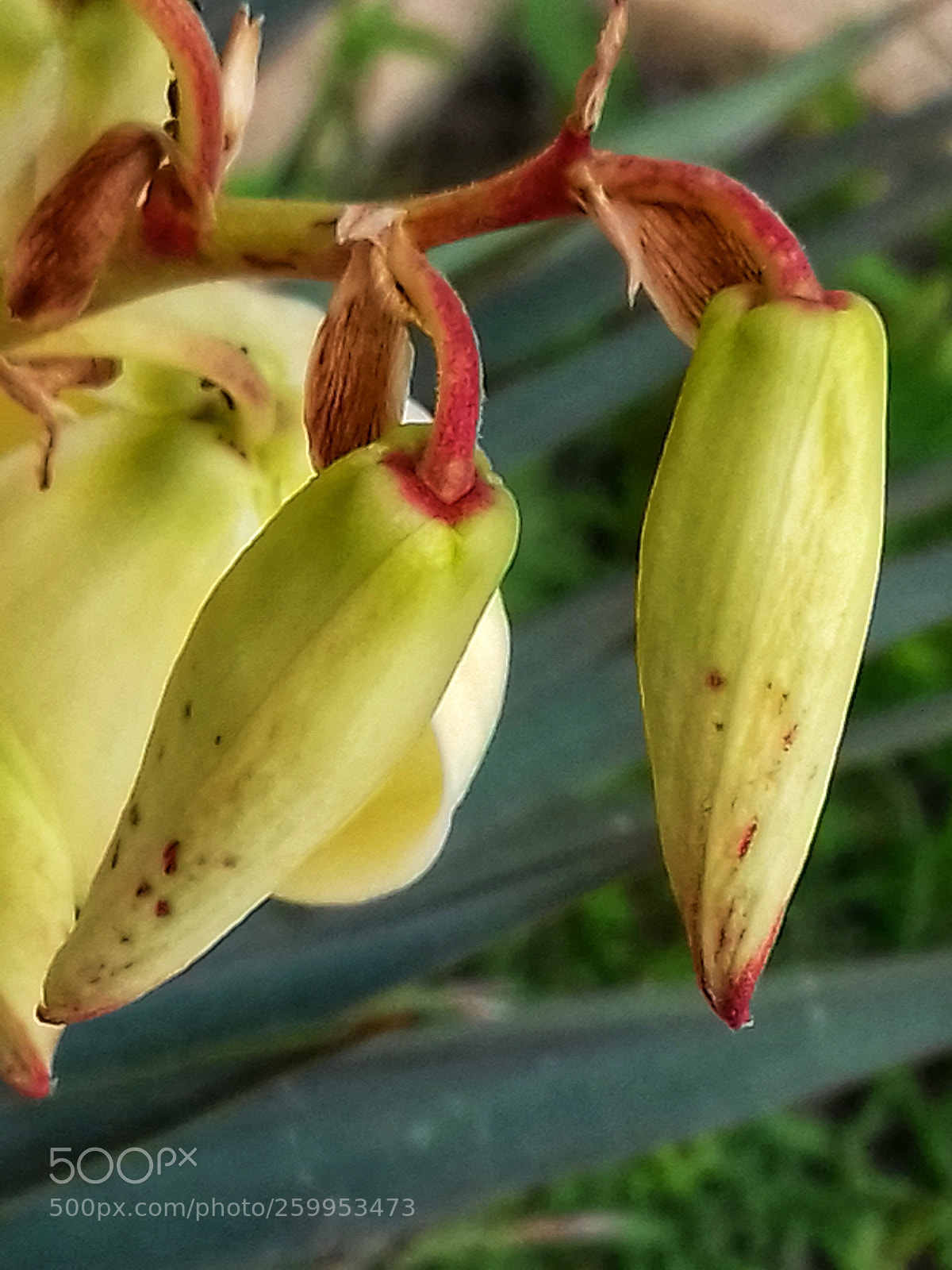 Samsung Galaxy Grand Prime sample photo. (- photography