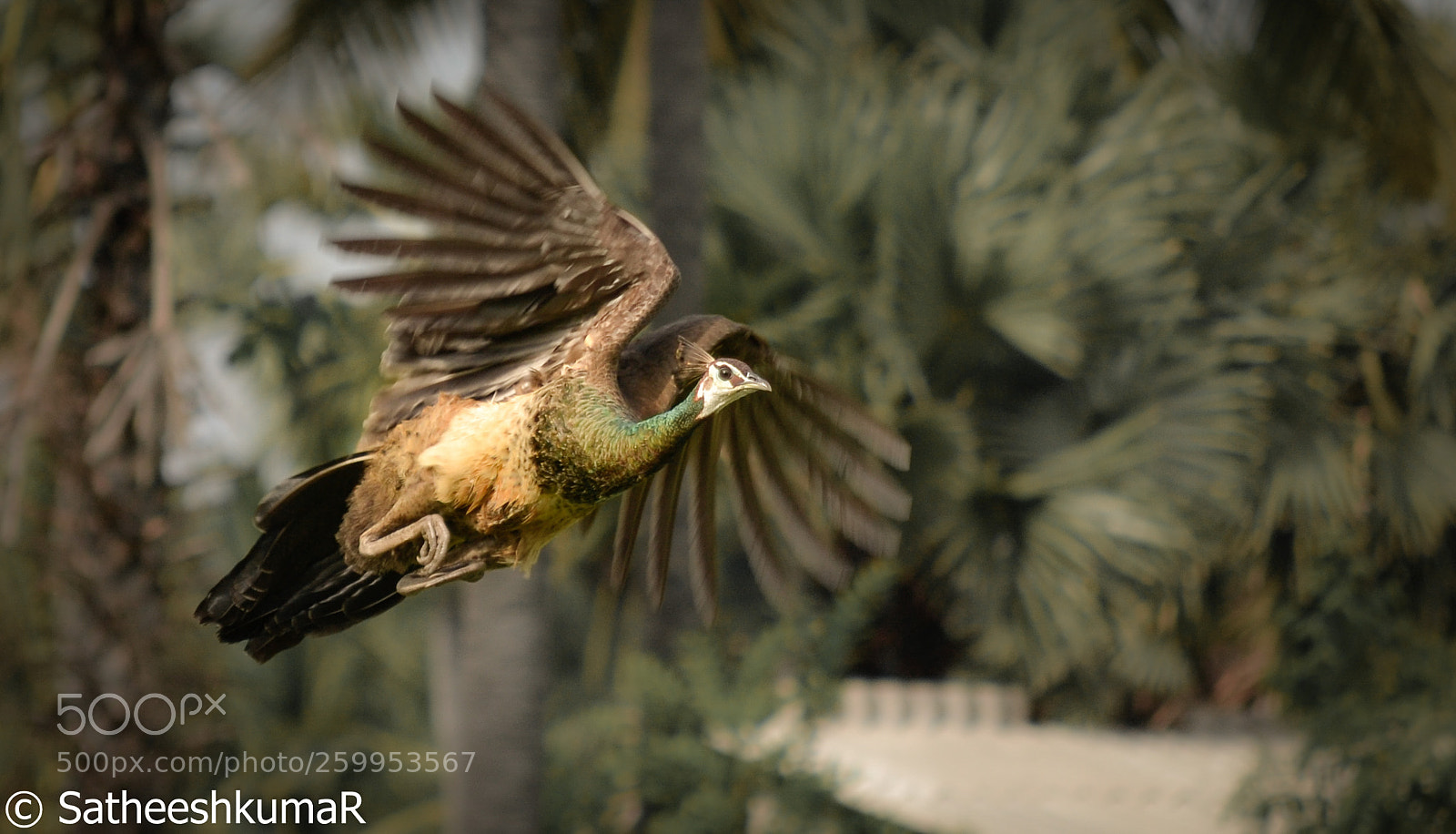 Nikon D3100 sample photo. Peahen !!! photography