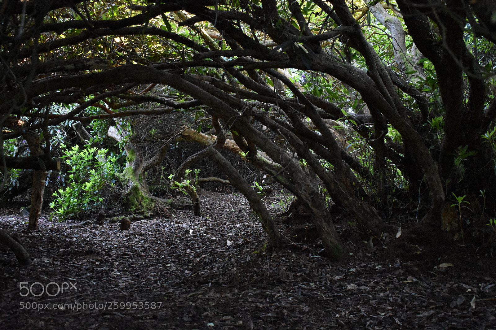 Nikon D3400 sample photo. Forest in dorset photography
