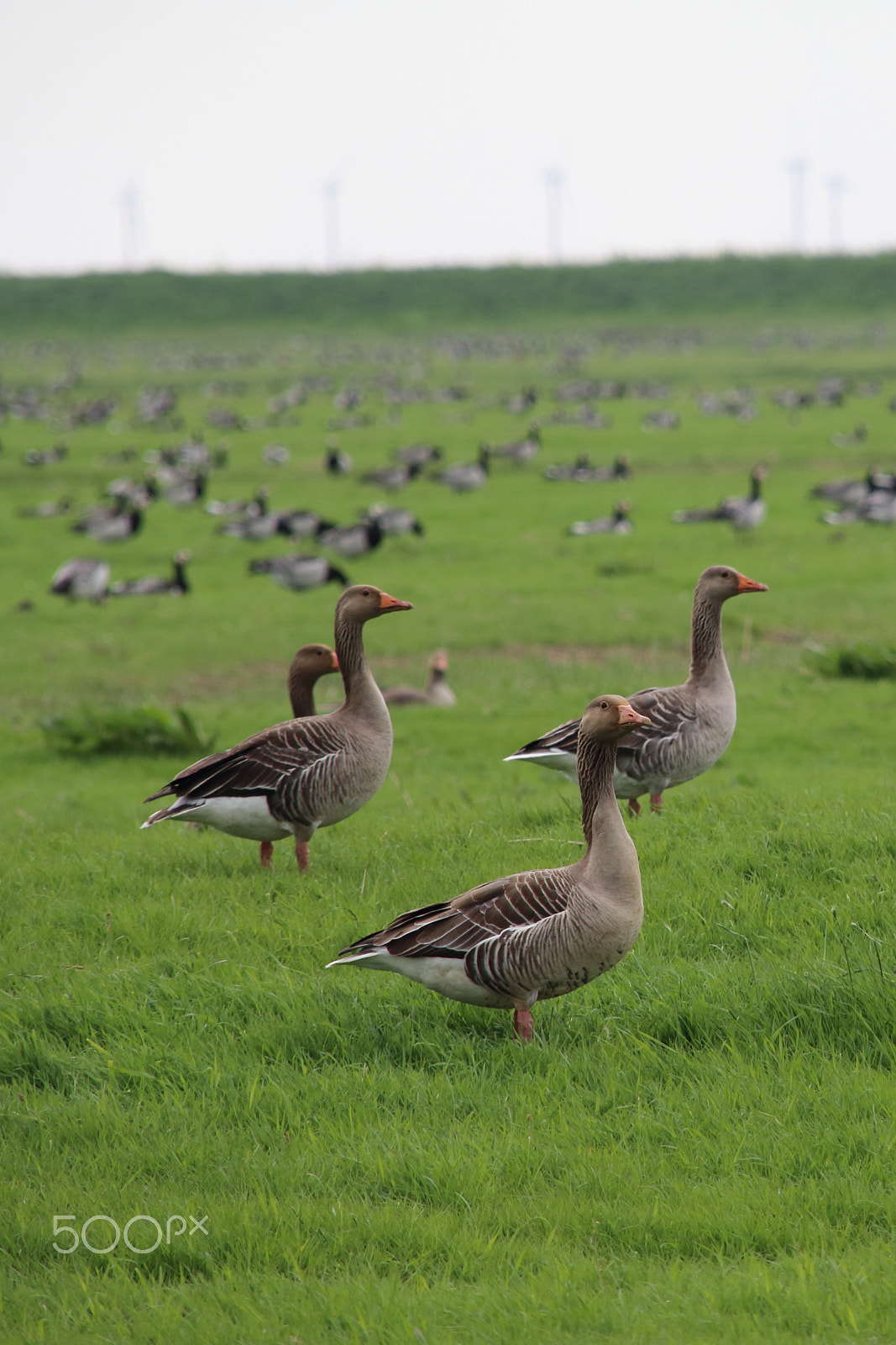 Canon EOS 80D + Sigma 18-200mm f/3.5-6.3 DC OS sample photo. Goose photography