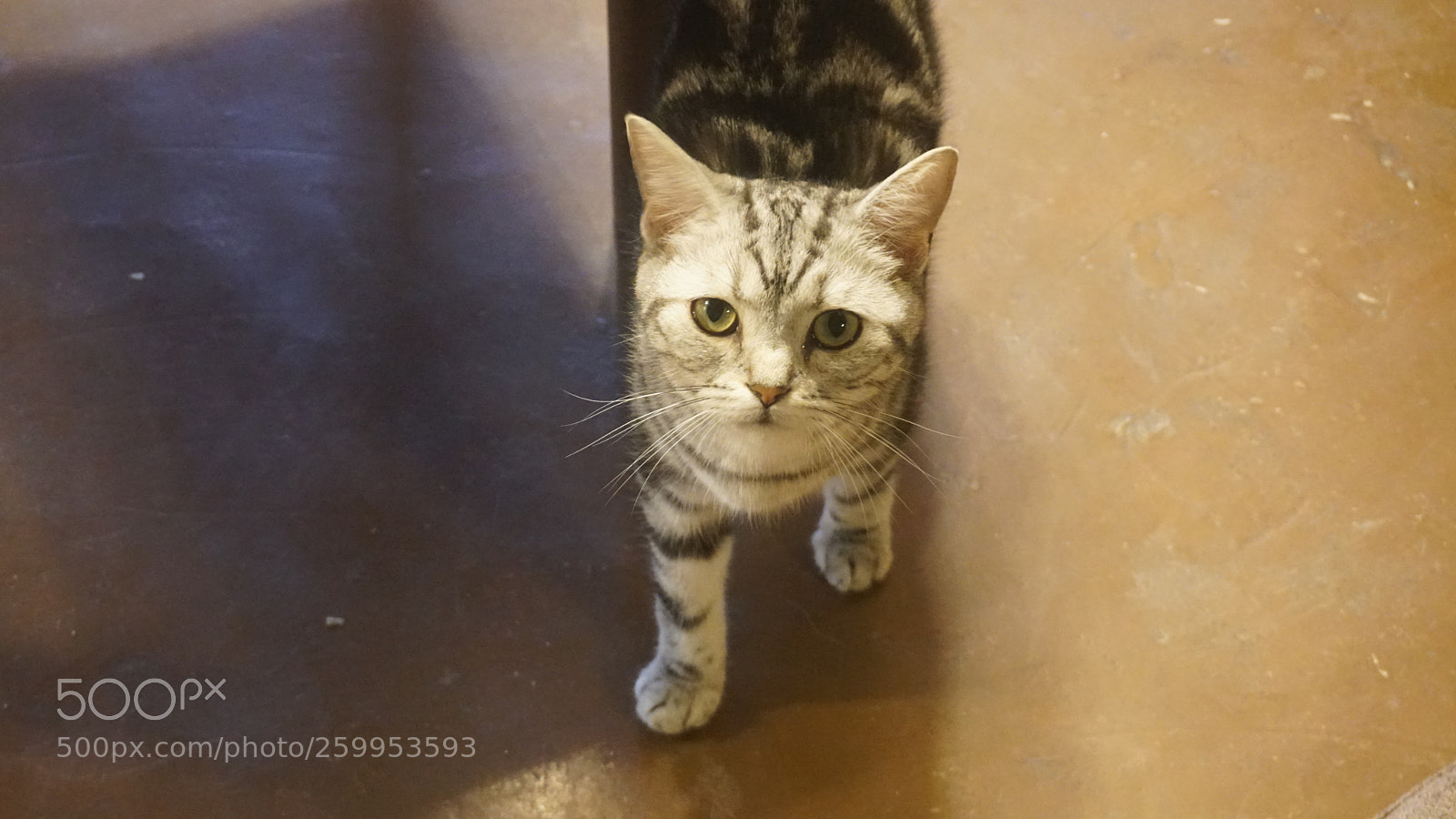 Sony a6300 sample photo. Cat cafe cat photography