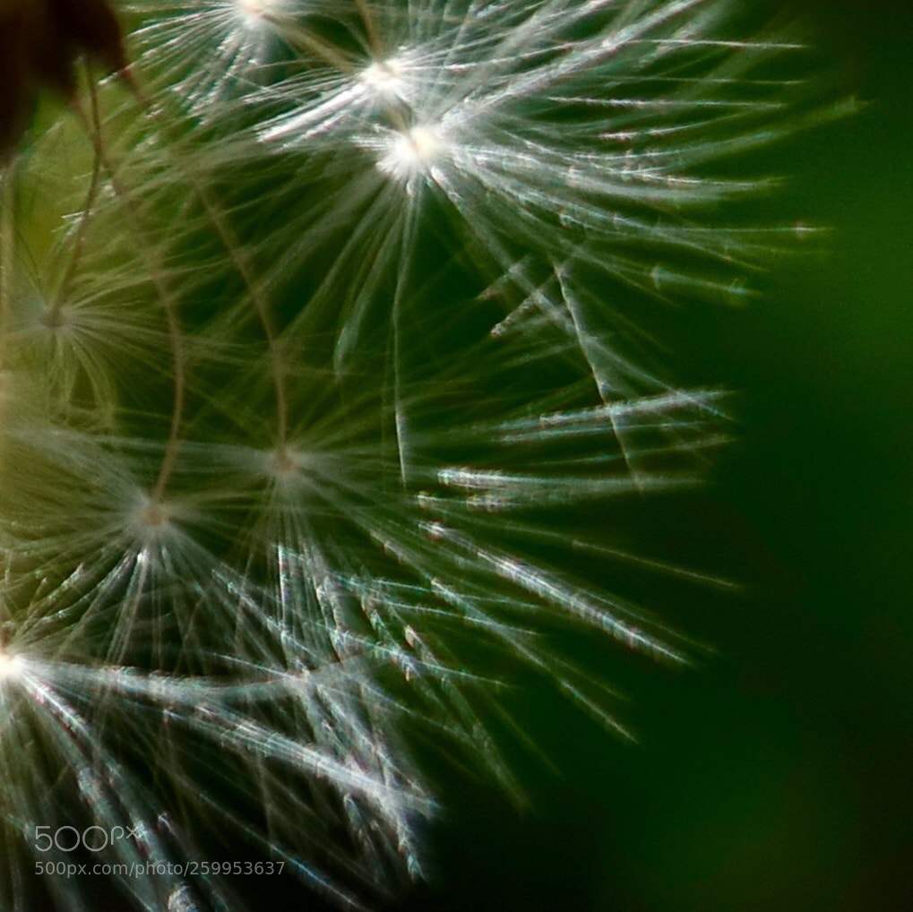Sony Cyber-shot DSC-RX100 IV sample photo. Under the sunshine photography