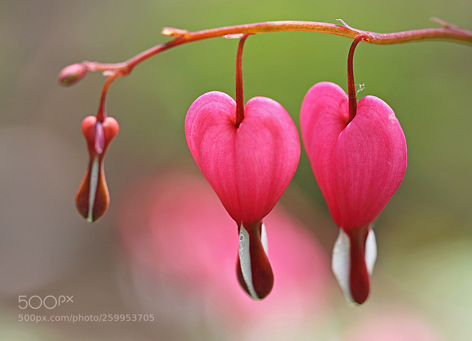 Canon EOS 70D sample photo. Heart to heart photography