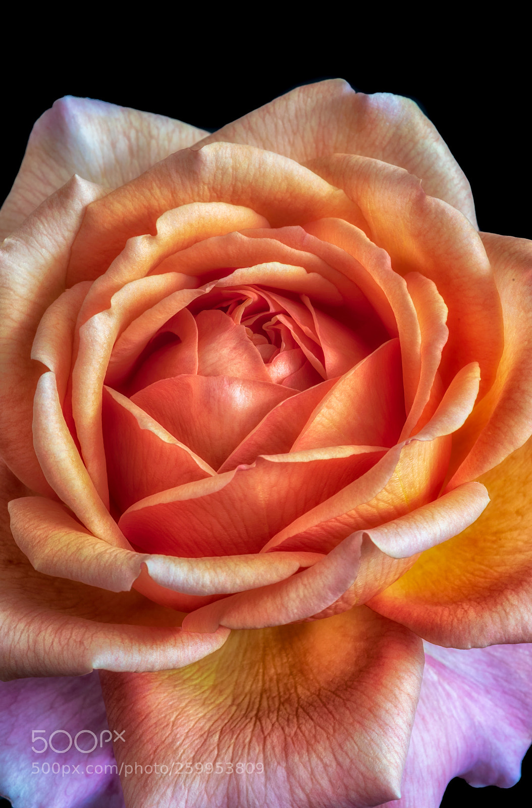 Nikon D810 sample photo. Inner rose photography