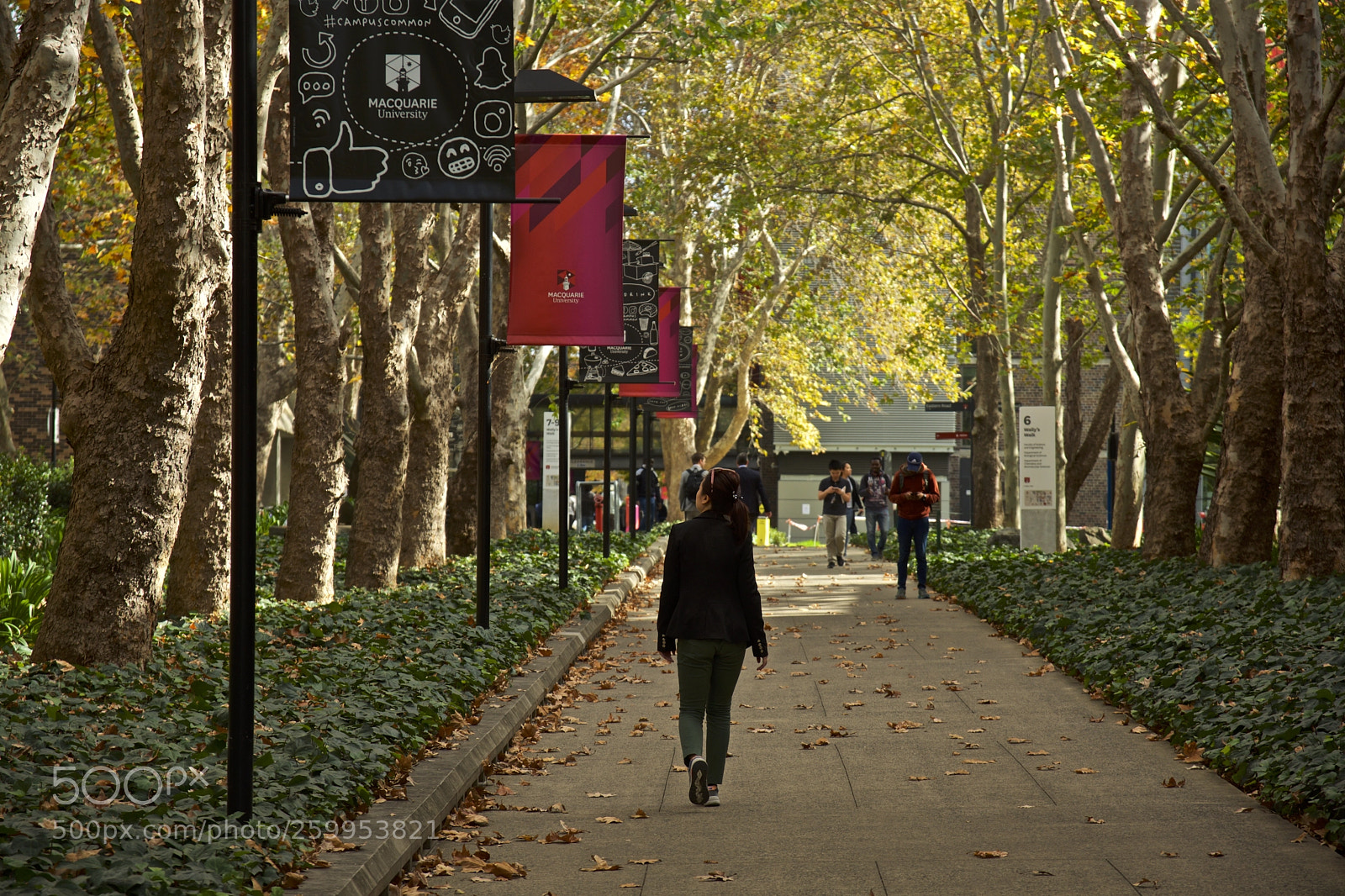 Nikon D7200 sample photo. A walk through macquarie photography