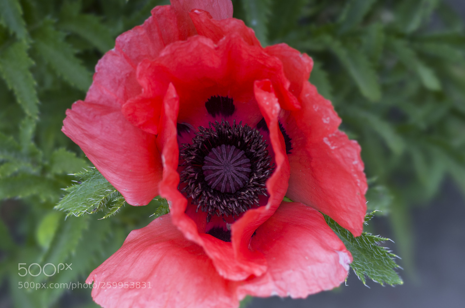 Pentax K-30 sample photo. Peony photography