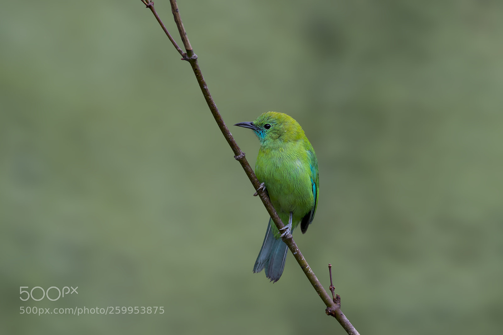 Nikon D4 sample photo. Blue-winged leafbird (jv) photography