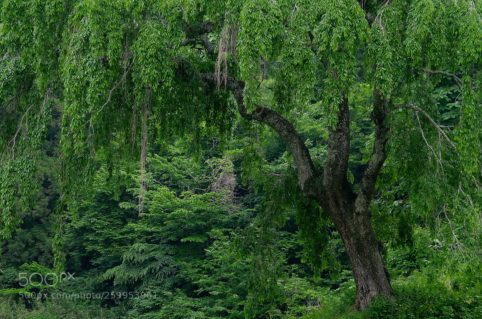 Pentax K-50 sample photo. Cherry leaves / 葉桜（hazakura） photography
