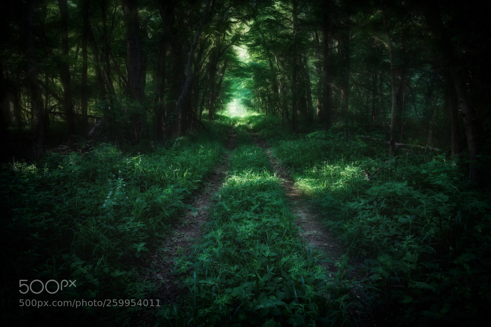 Sony a7R III sample photo. A forgotten road photography