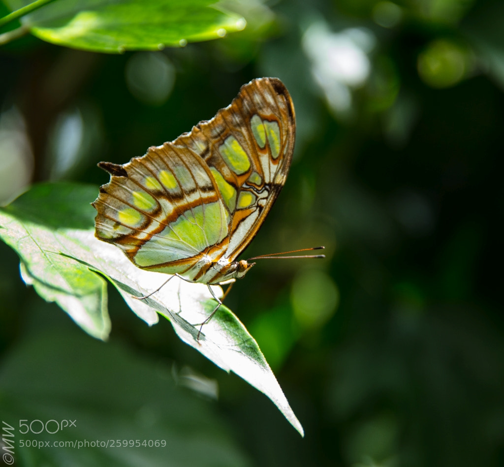 Canon EOS 5DS sample photo. Butterfly photography