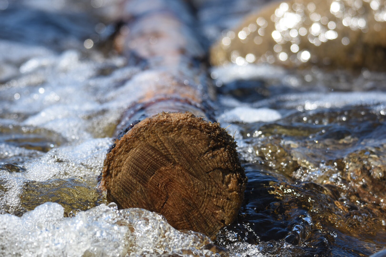 Nikon D7200 sample photo. Wood in water photography