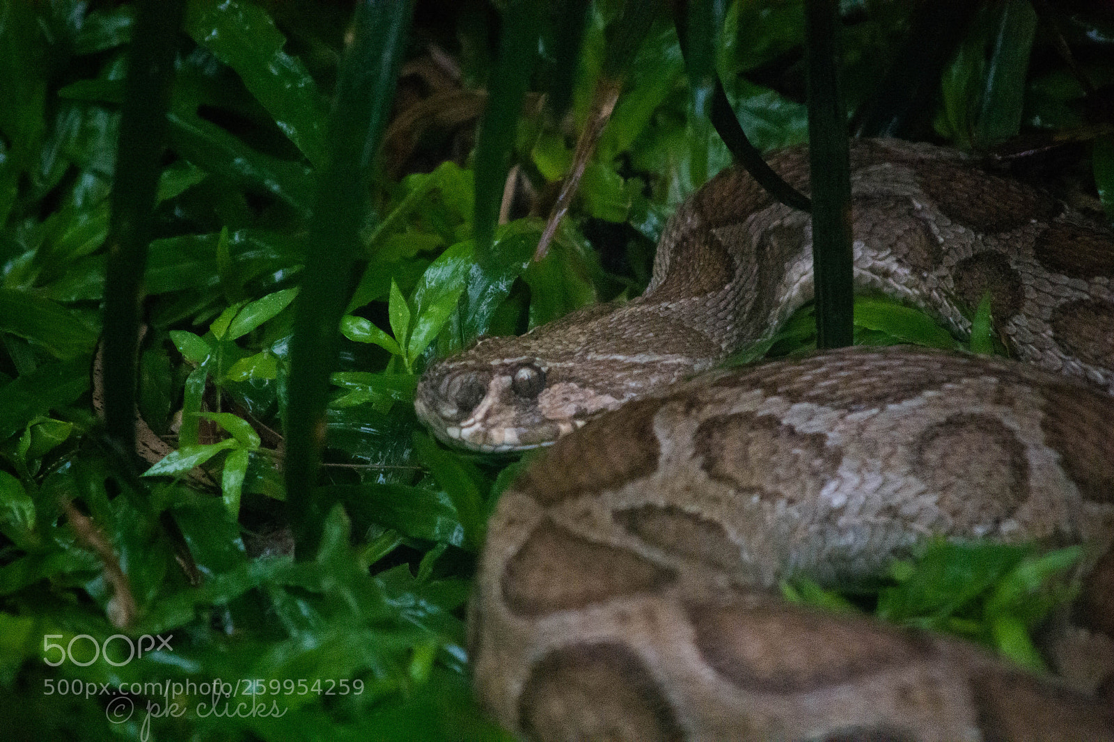 Nikon D7200 sample photo. Viper photography