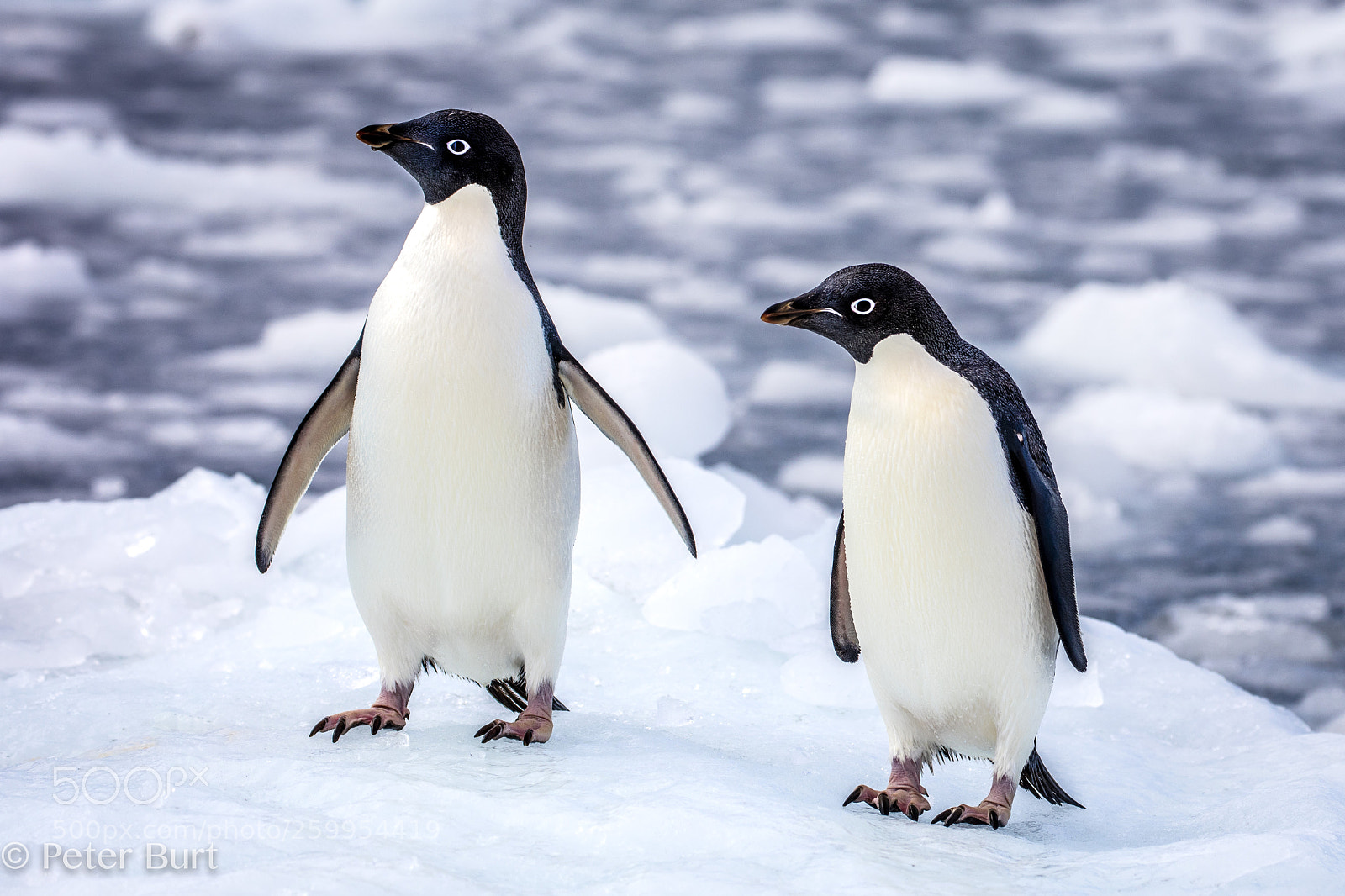 Canon EOS 5DS R sample photo. Adelie penguins photography