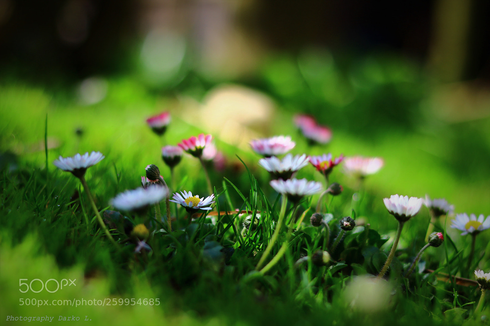 Canon EOS 750D (EOS Rebel T6i / EOS Kiss X8i) sample photo. Untitled photography