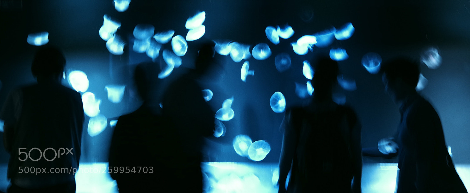 Pentax K-3 II sample photo. Jellyfish photography