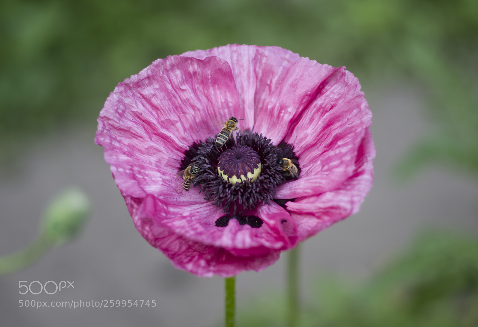 Pentax K-30 sample photo. Poppy photography