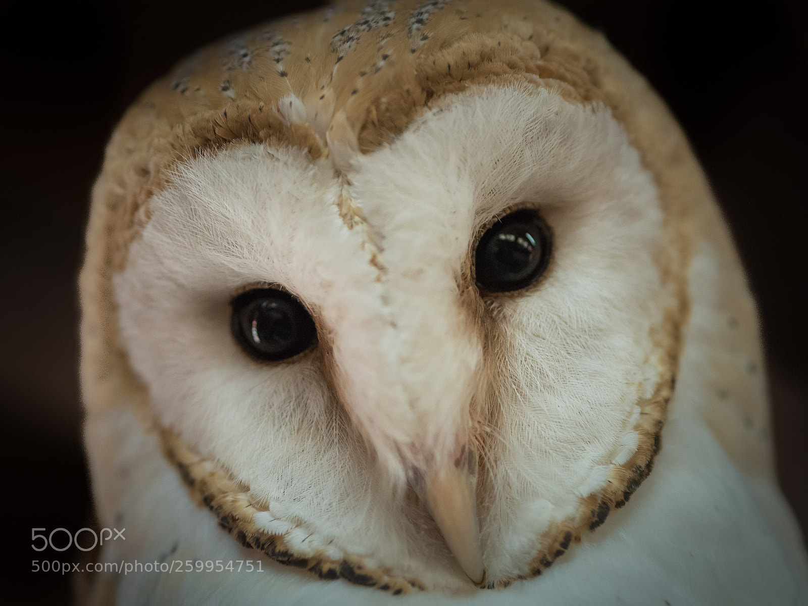 Nikon D750 sample photo. Barn owl photography