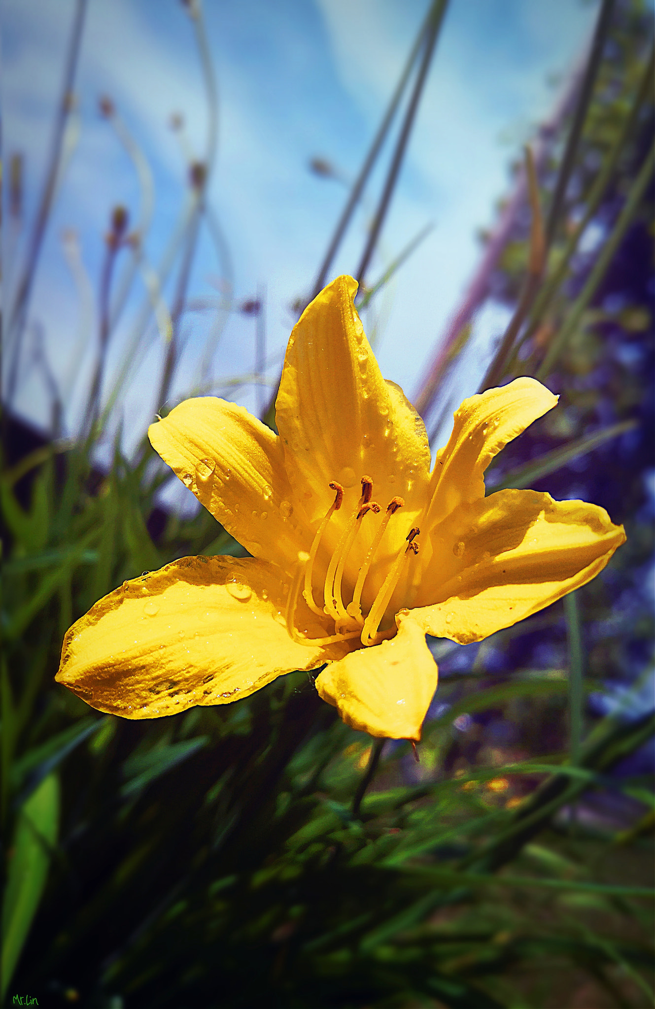 HUAWEI Mate 10 sample photo