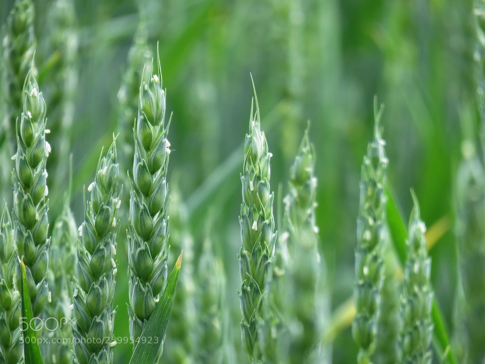 Canon PowerShot SX710 HS sample photo. Пшеница photography