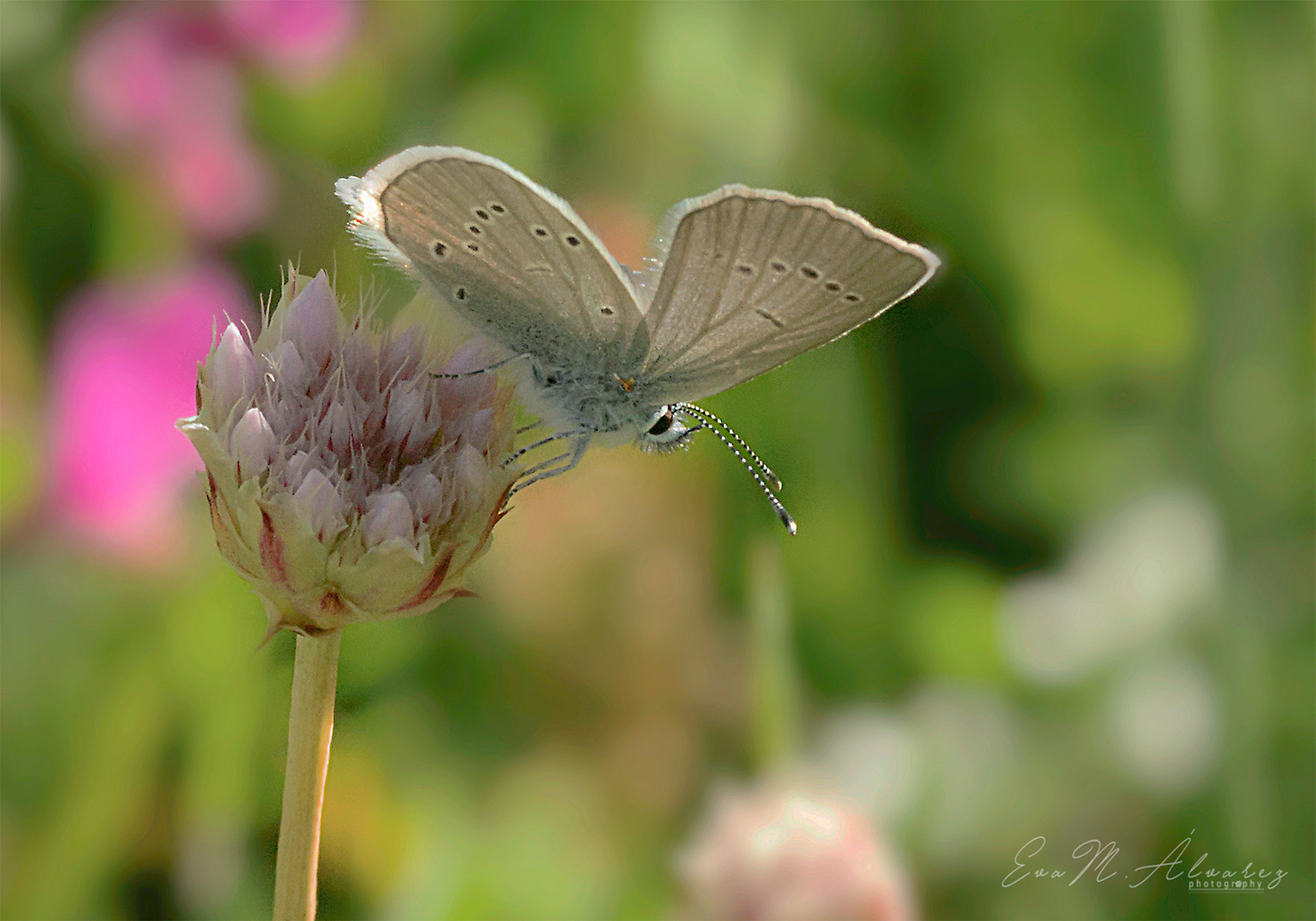 Sony Alpha DSLR-A580 sample photo. Polyommatus sp. photography