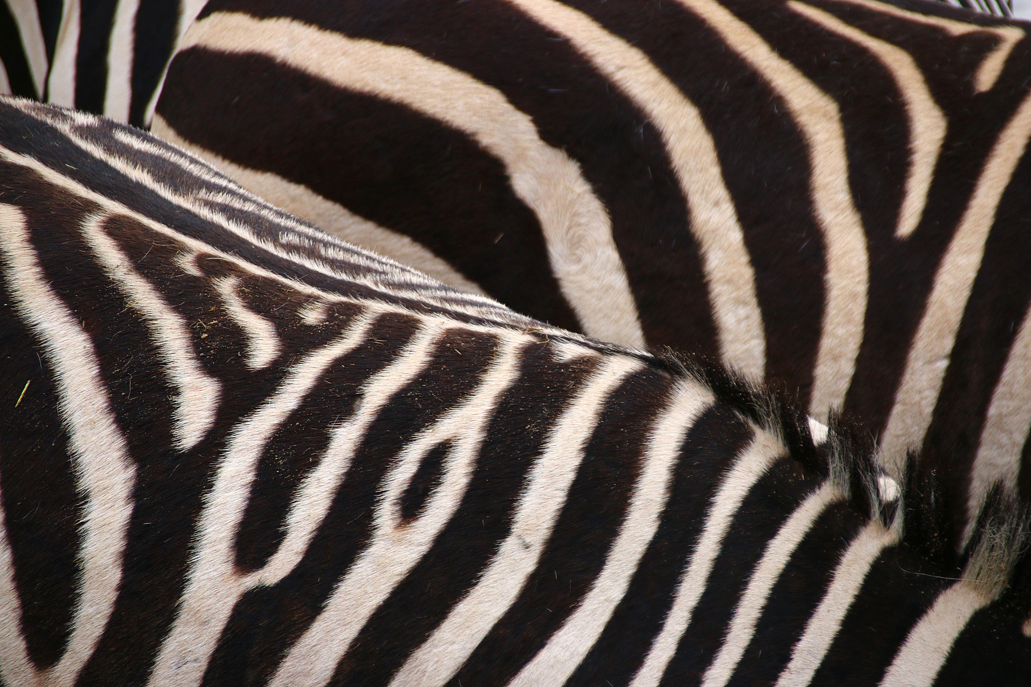 Canon EF 75-300mm F4.0-5.6 IS USM sample photo. Pairi daiza photography