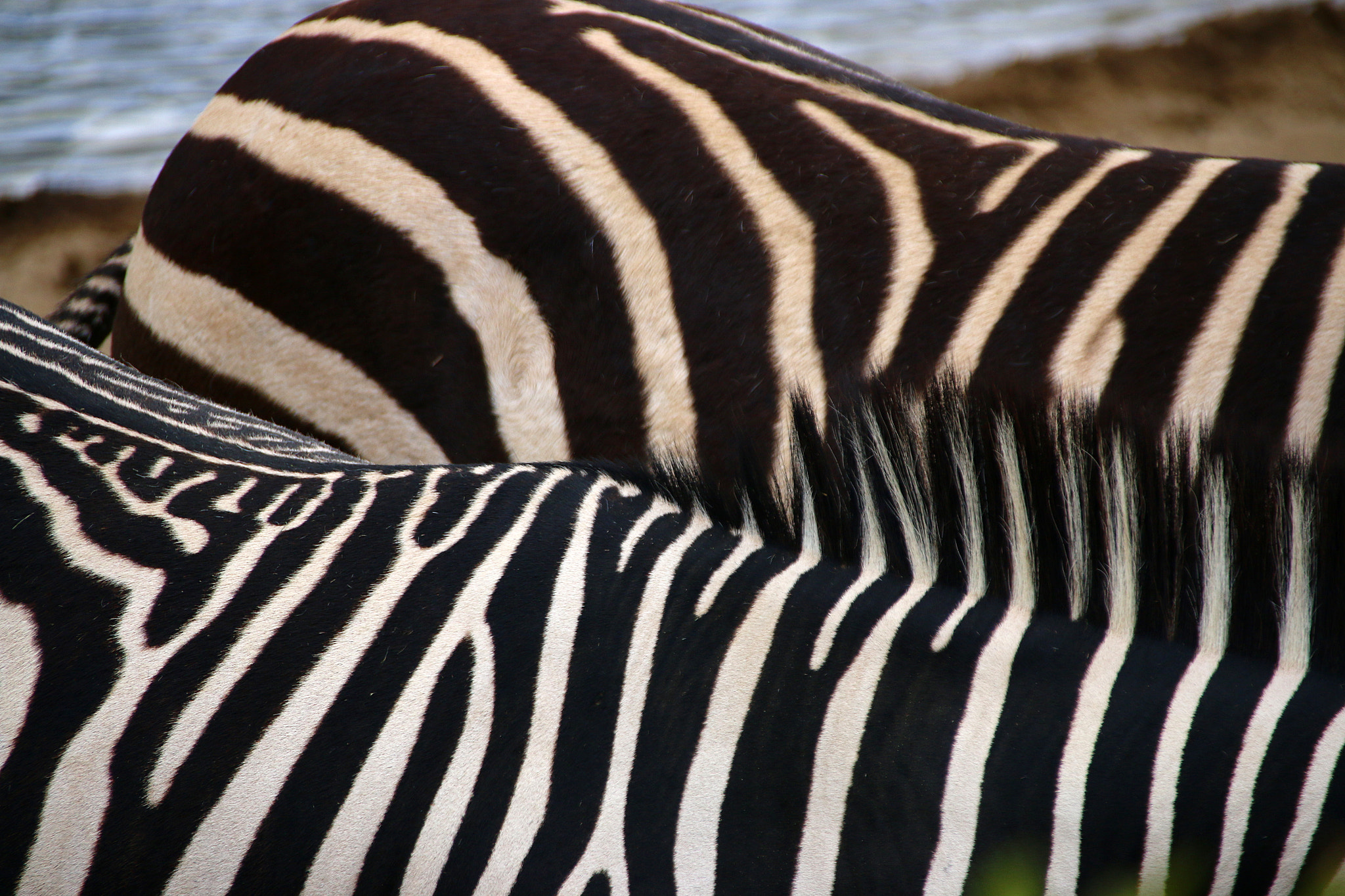 Canon EF 75-300mm F4.0-5.6 IS USM sample photo. Pairi daiza photography