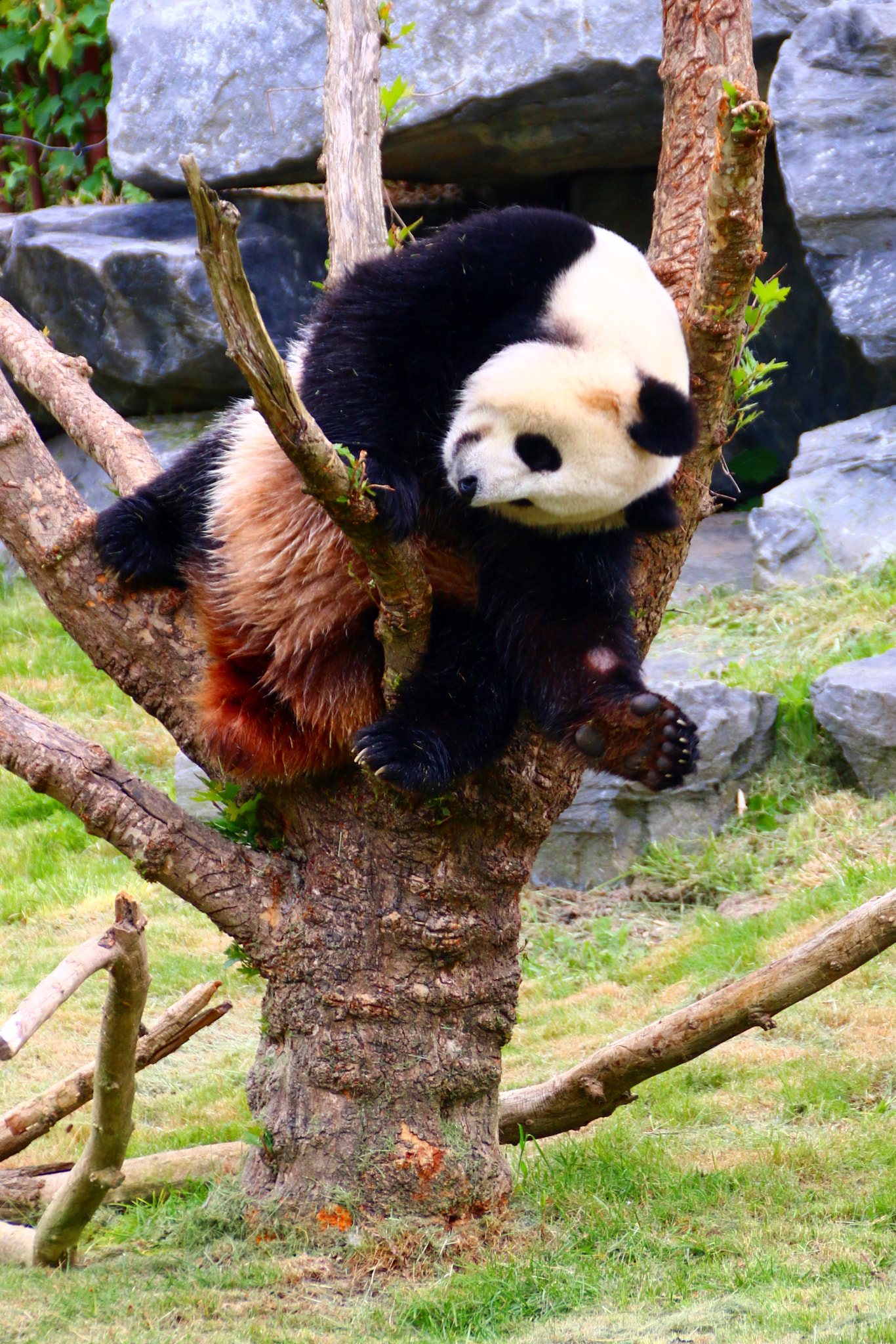 Canon EF 75-300mm F4.0-5.6 IS USM sample photo. Pairi daiza photography