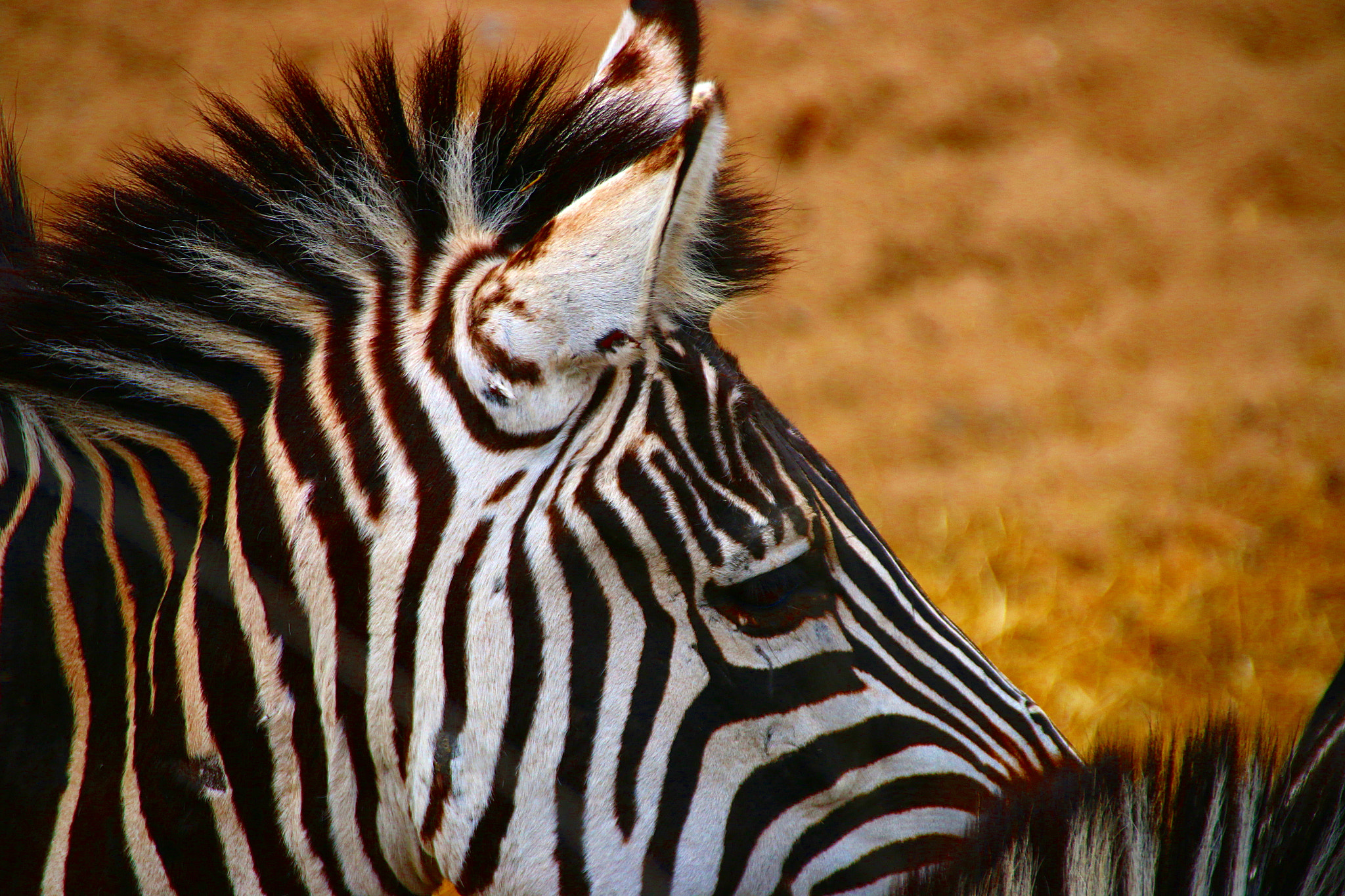 Canon EF 75-300mm F4.0-5.6 IS USM sample photo. Pairi daiza photography