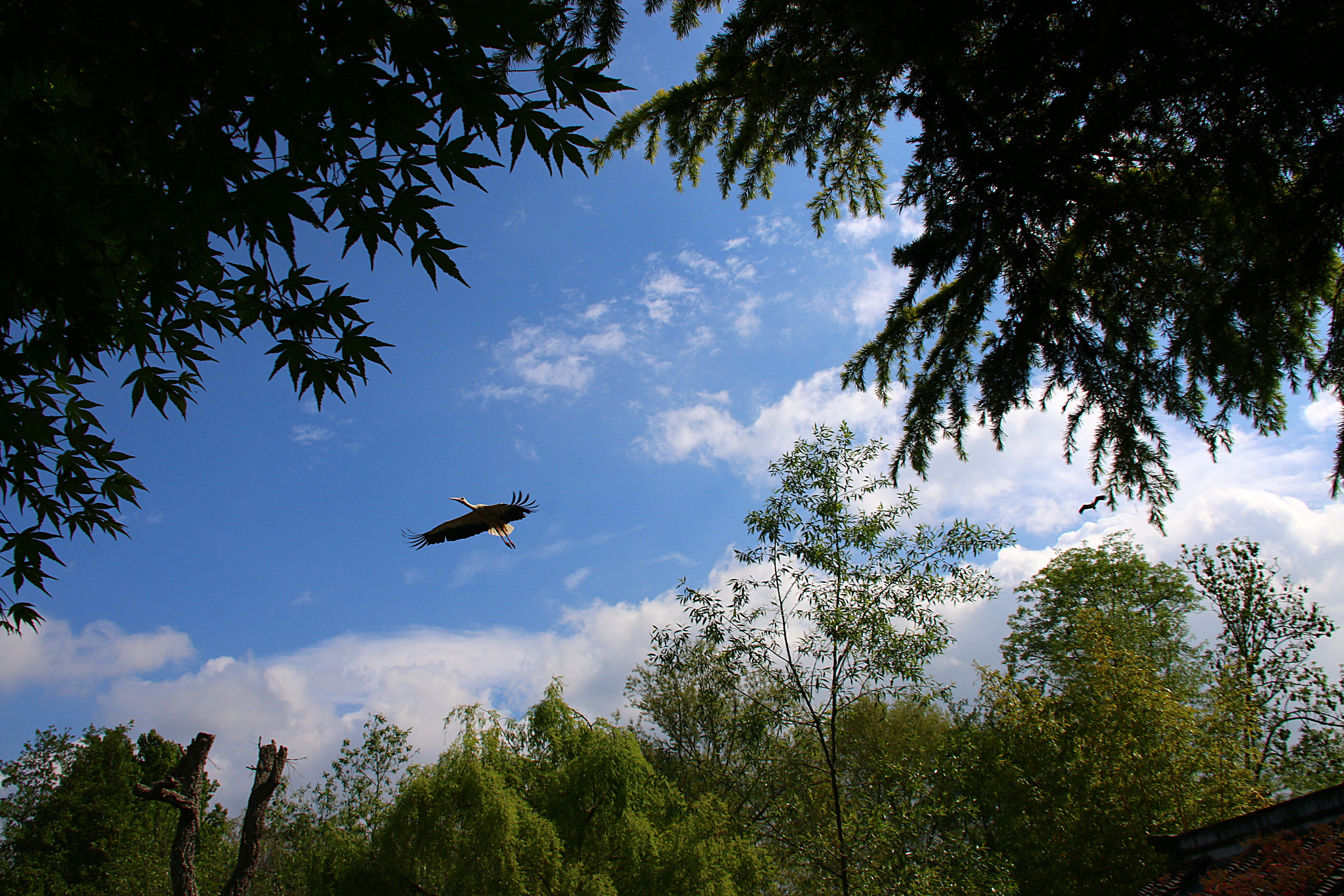 Canon EF 75-300mm F4.0-5.6 IS USM sample photo. Pairi daiza photography