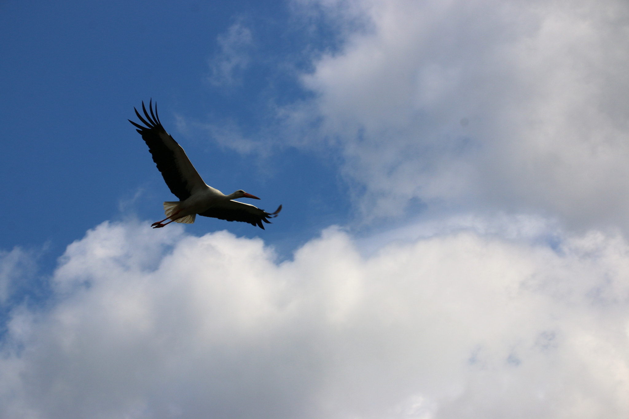 Canon EF 75-300mm F4.0-5.6 IS USM sample photo. Pairi daiza photography