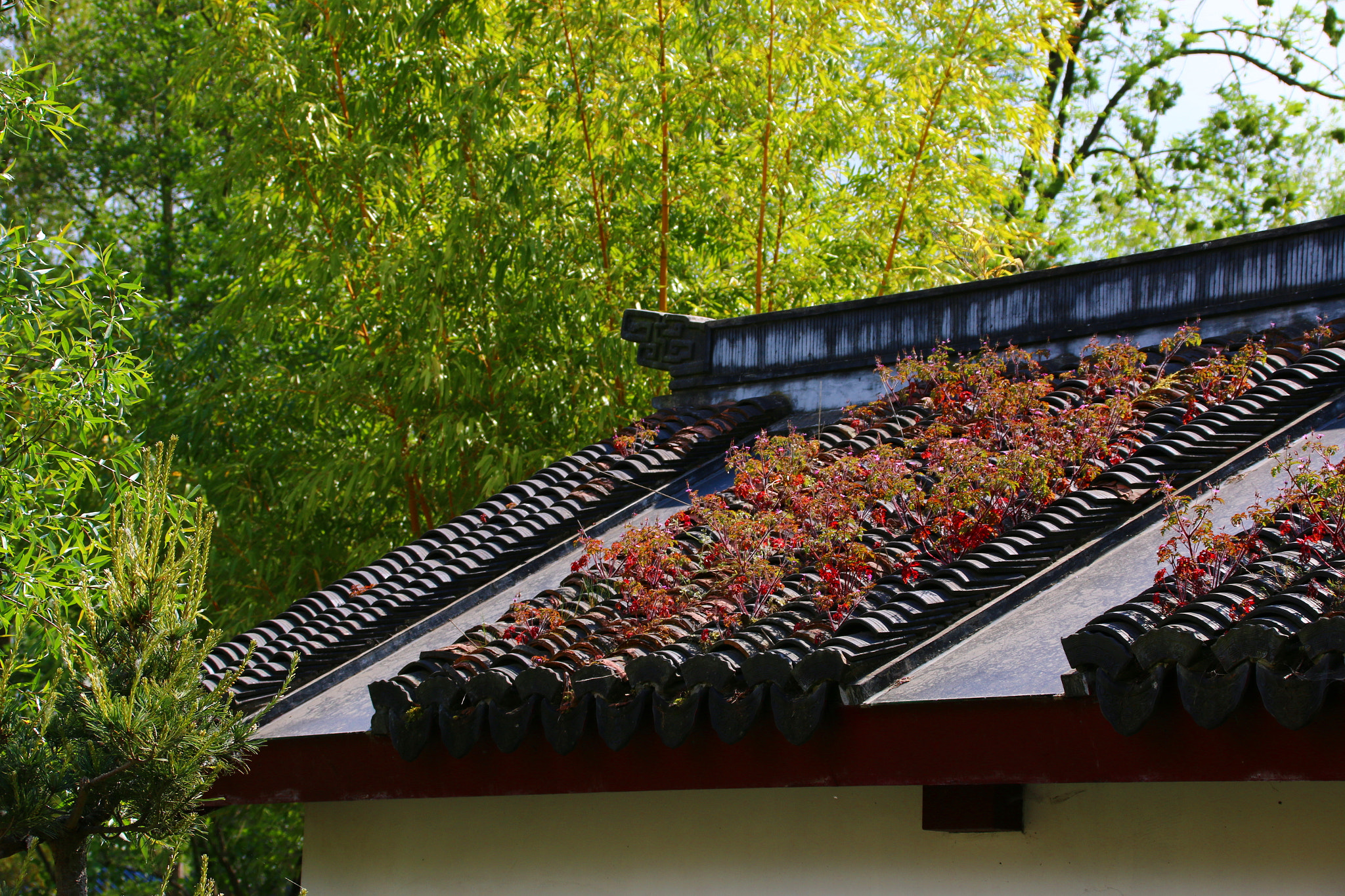 Canon EF 75-300mm F4.0-5.6 IS USM sample photo. Pairi daiza photography