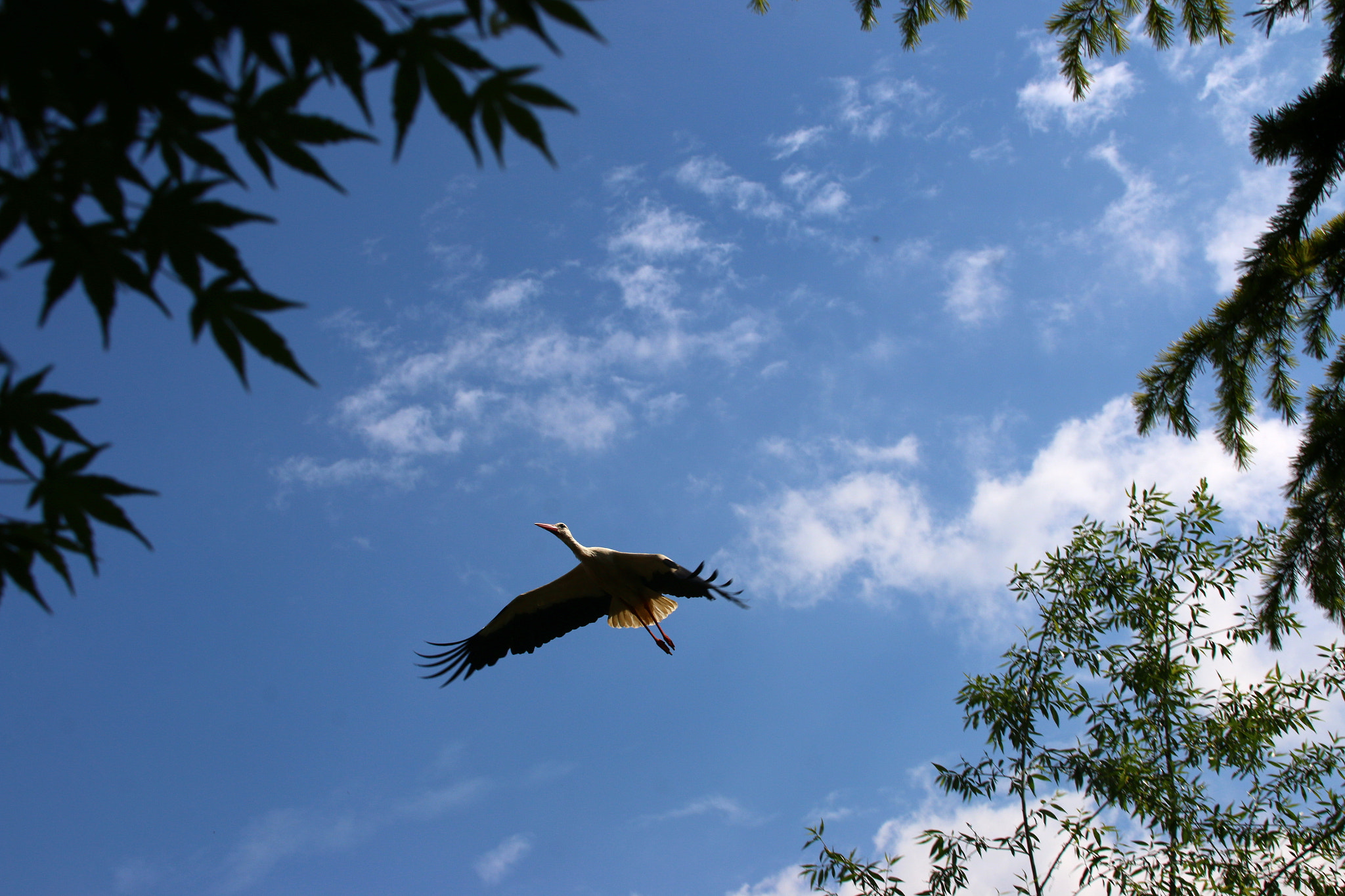 Canon EF 75-300mm F4.0-5.6 IS USM sample photo. Pairi daiza photography
