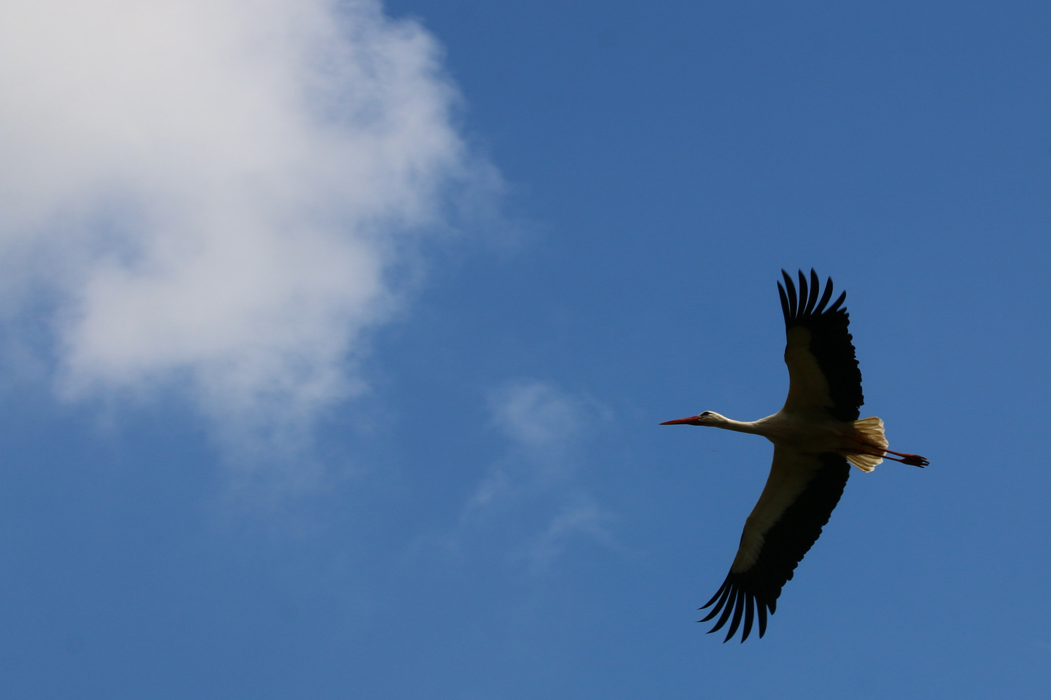 Canon EF 75-300mm F4.0-5.6 IS USM sample photo. Pairi daiza photography