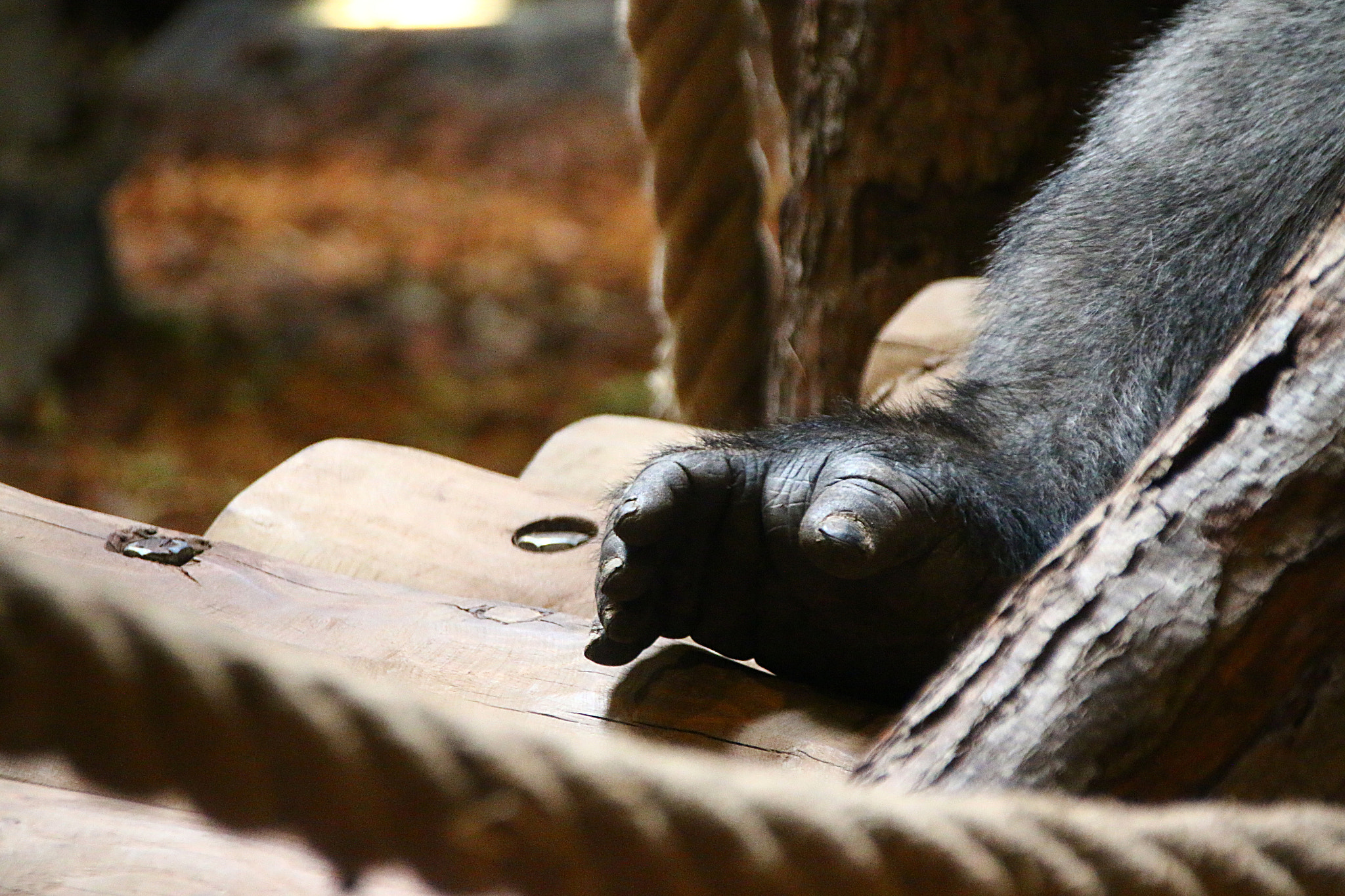 Canon EF 75-300mm F4.0-5.6 IS USM sample photo. Pairi daiza photography
