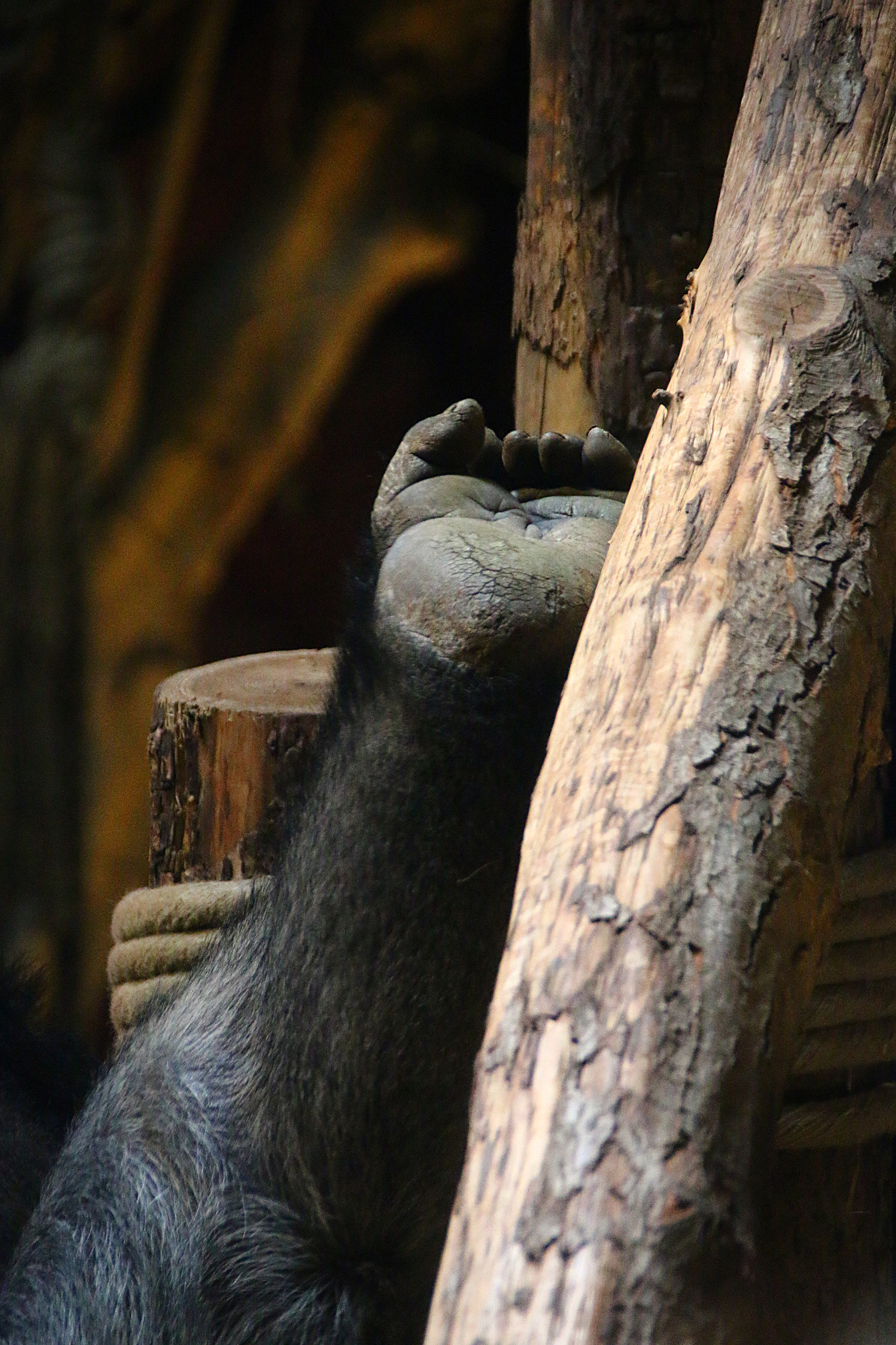 Canon EF 75-300mm F4.0-5.6 IS USM sample photo. Pairi daiza photography