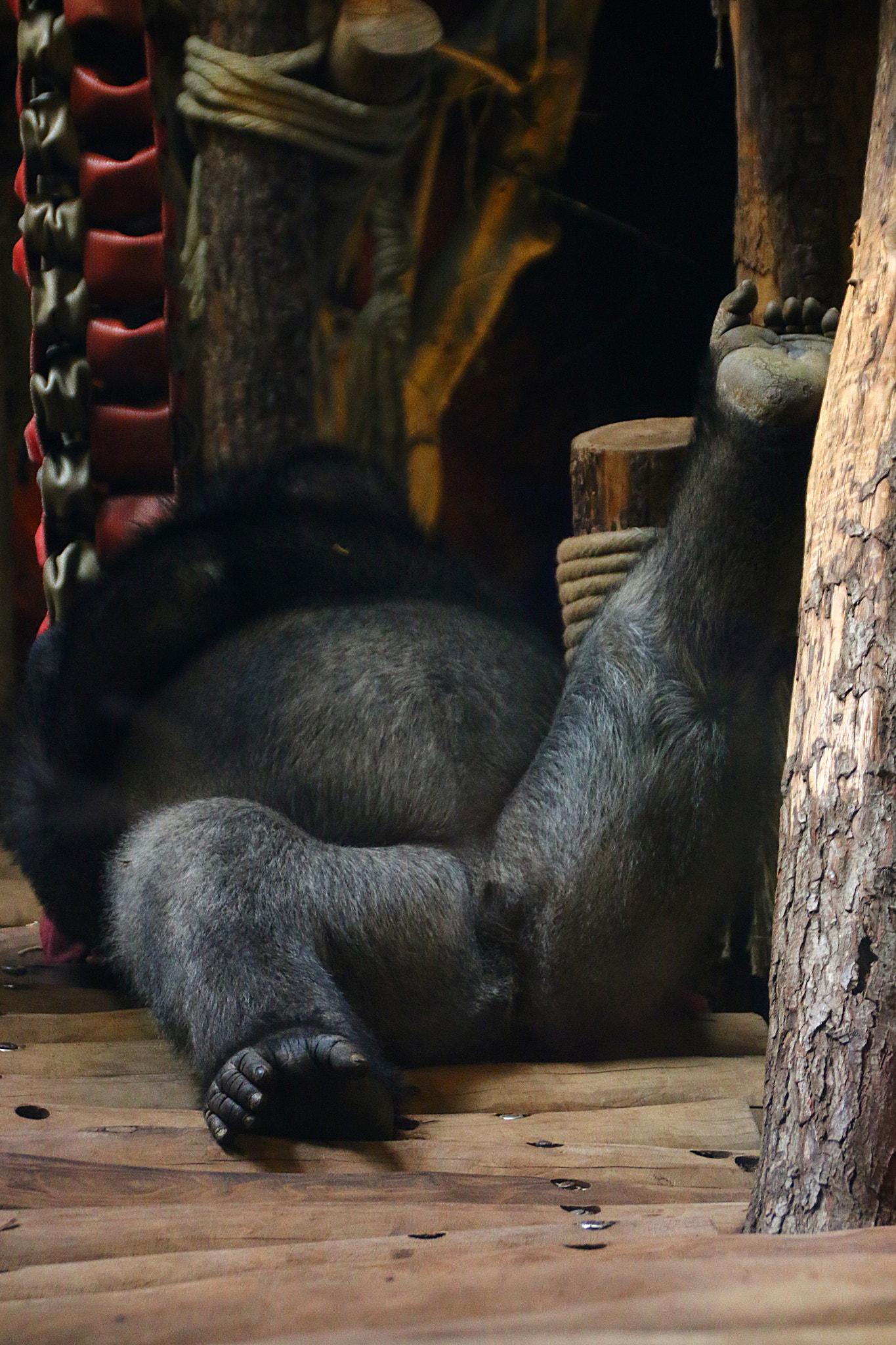 Canon EF 75-300mm F4.0-5.6 IS USM sample photo. Pairi daiza photography