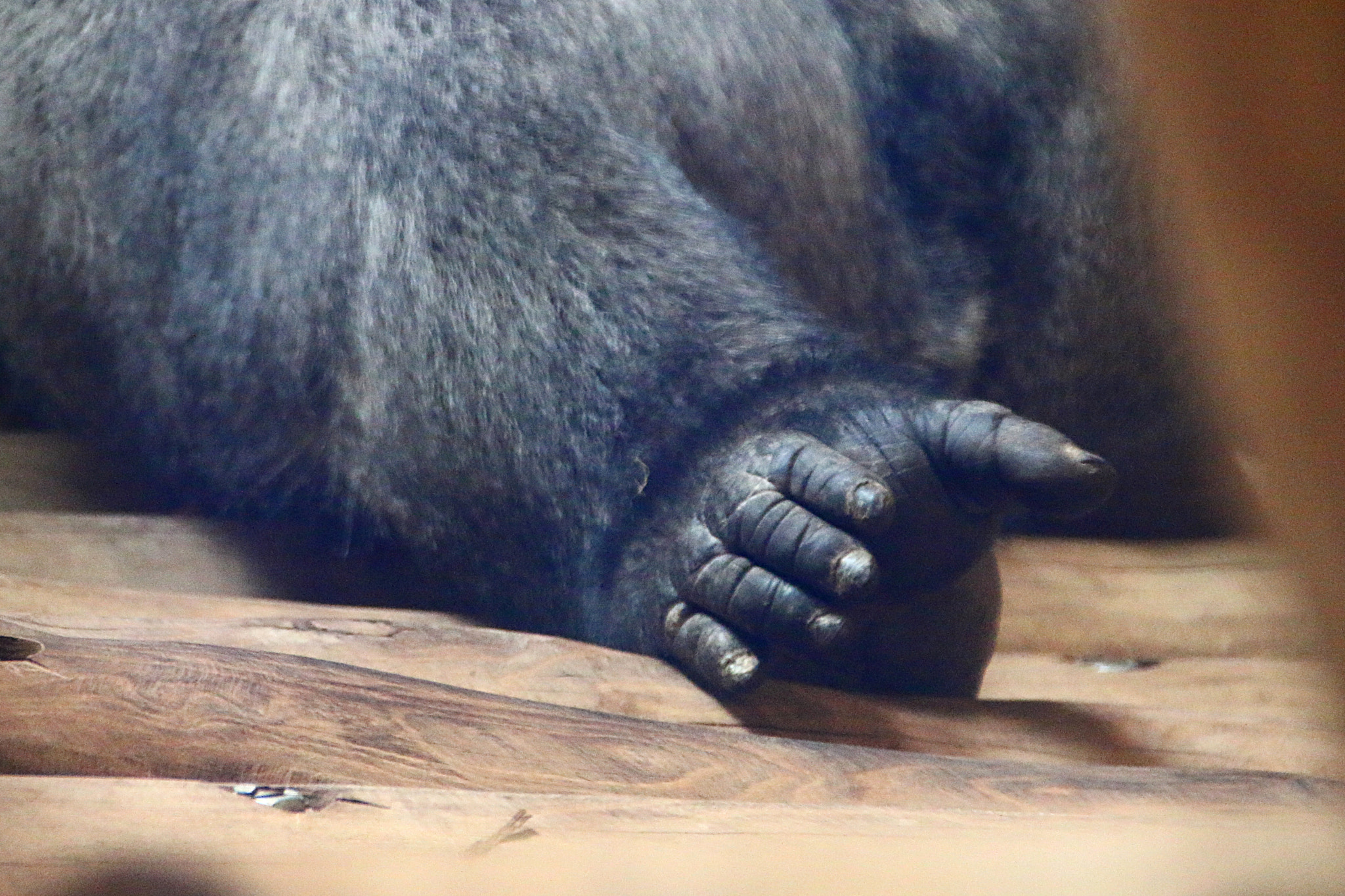 Canon EF 75-300mm F4.0-5.6 IS USM sample photo. Pairi daiza photography
