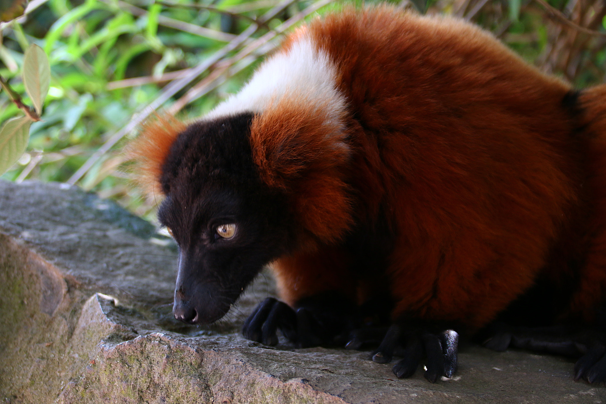 Canon EOS 70D + Canon EF 75-300mm F4.0-5.6 IS USM sample photo. Pairi daiza photography