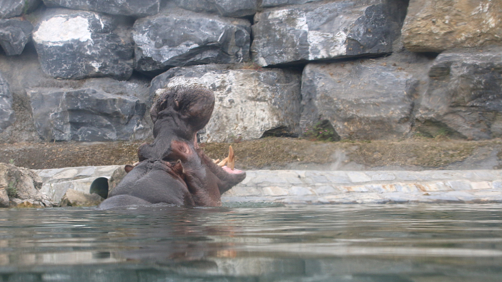 Canon EF 75-300mm F4.0-5.6 IS USM sample photo. Pairi daiza photography