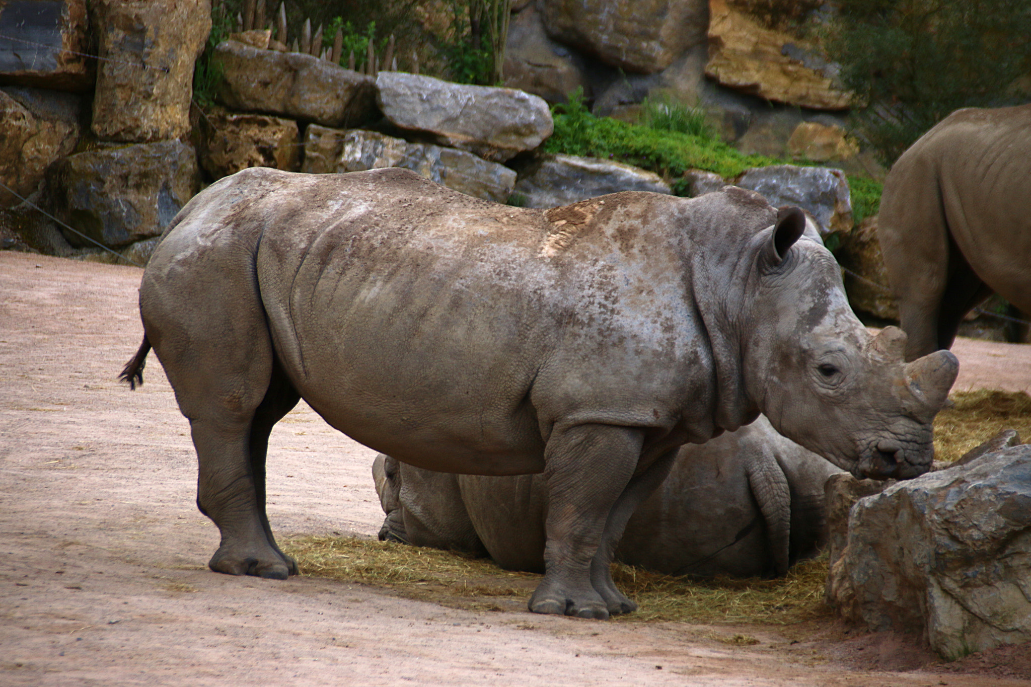 Canon EOS 70D + Canon EF 75-300mm F4.0-5.6 IS USM sample photo. Pairi daiza photography