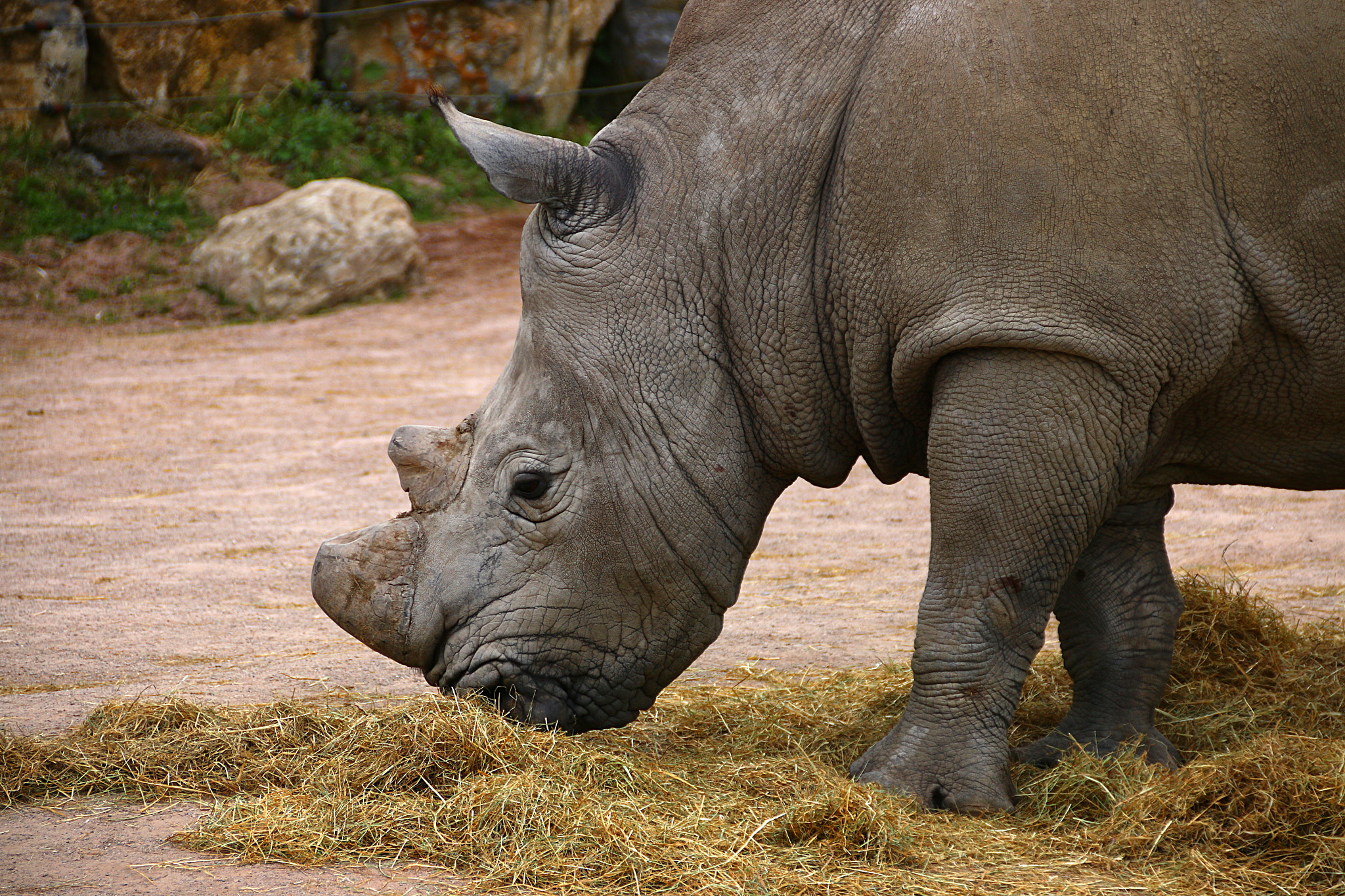 Canon EOS 70D + Canon EF 75-300mm F4.0-5.6 IS USM sample photo. Pairi daiza photography