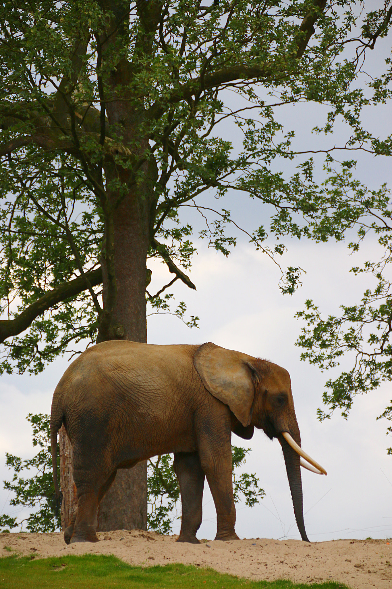 Canon EF 75-300mm F4.0-5.6 IS USM sample photo. Pairi daiza photography