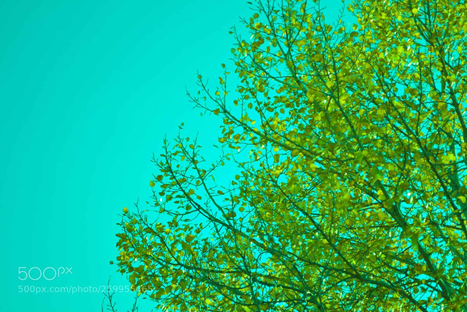 Nikon D3100 sample photo. Color moment photography