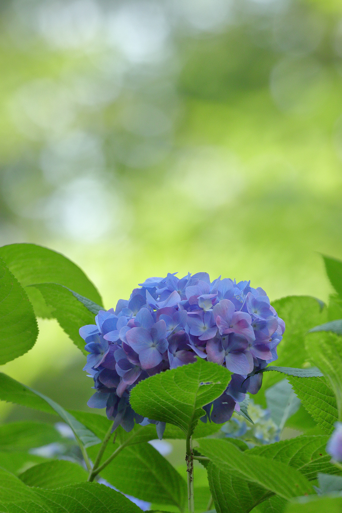 Canon EOS 7D Mark II sample photo. 紫陽花 7i2a6163 photography