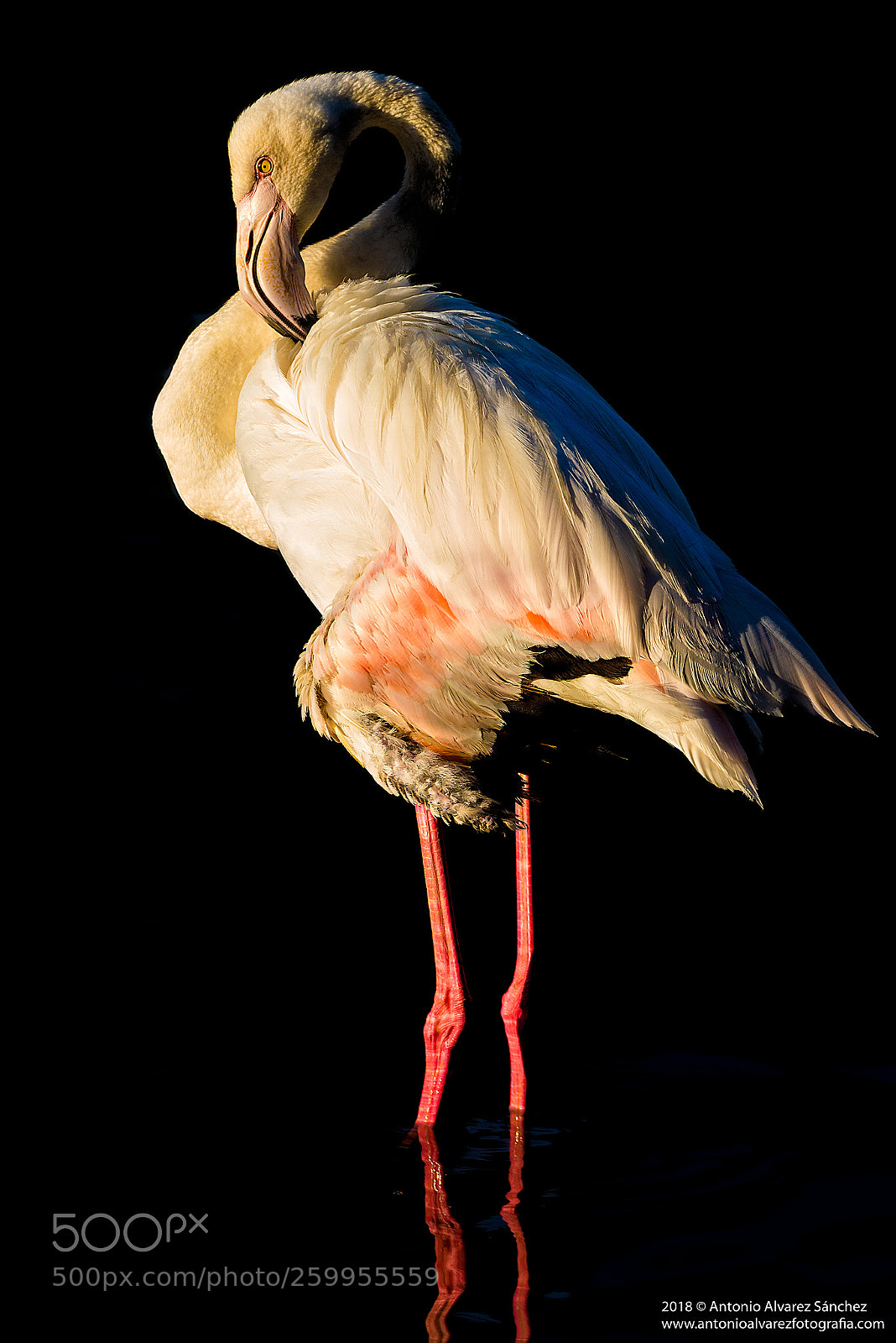 Nikon D610 sample photo. The flamenco photography